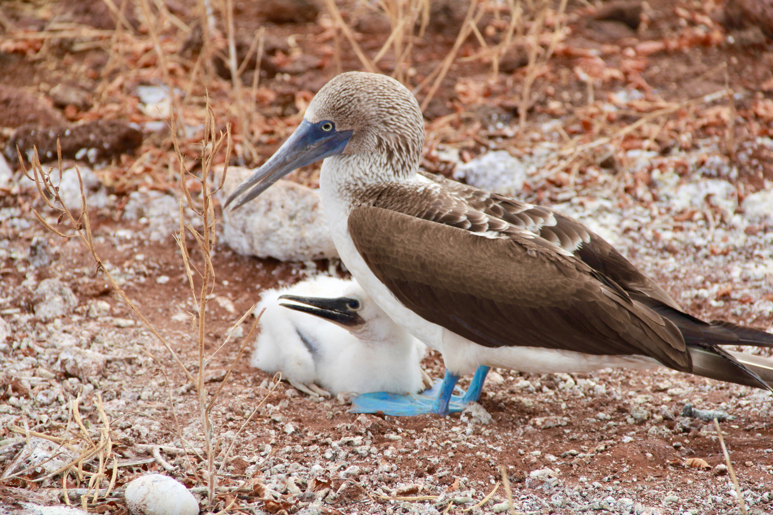 Blue-Footed Boobies, Galapagos