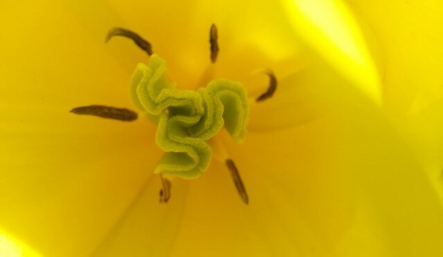 Flower Sex