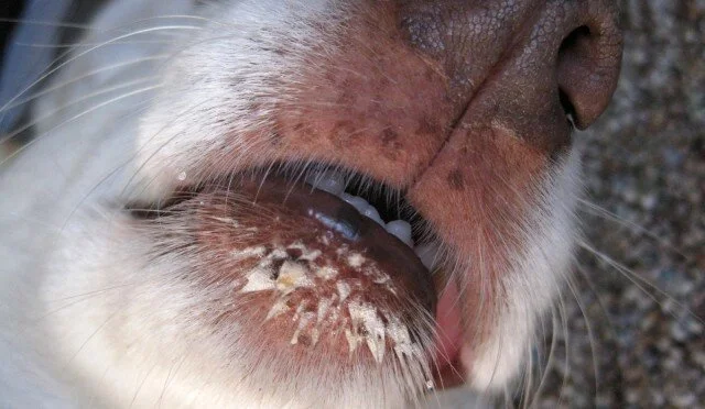 Highway to Animal Heaven by Brendan Hall