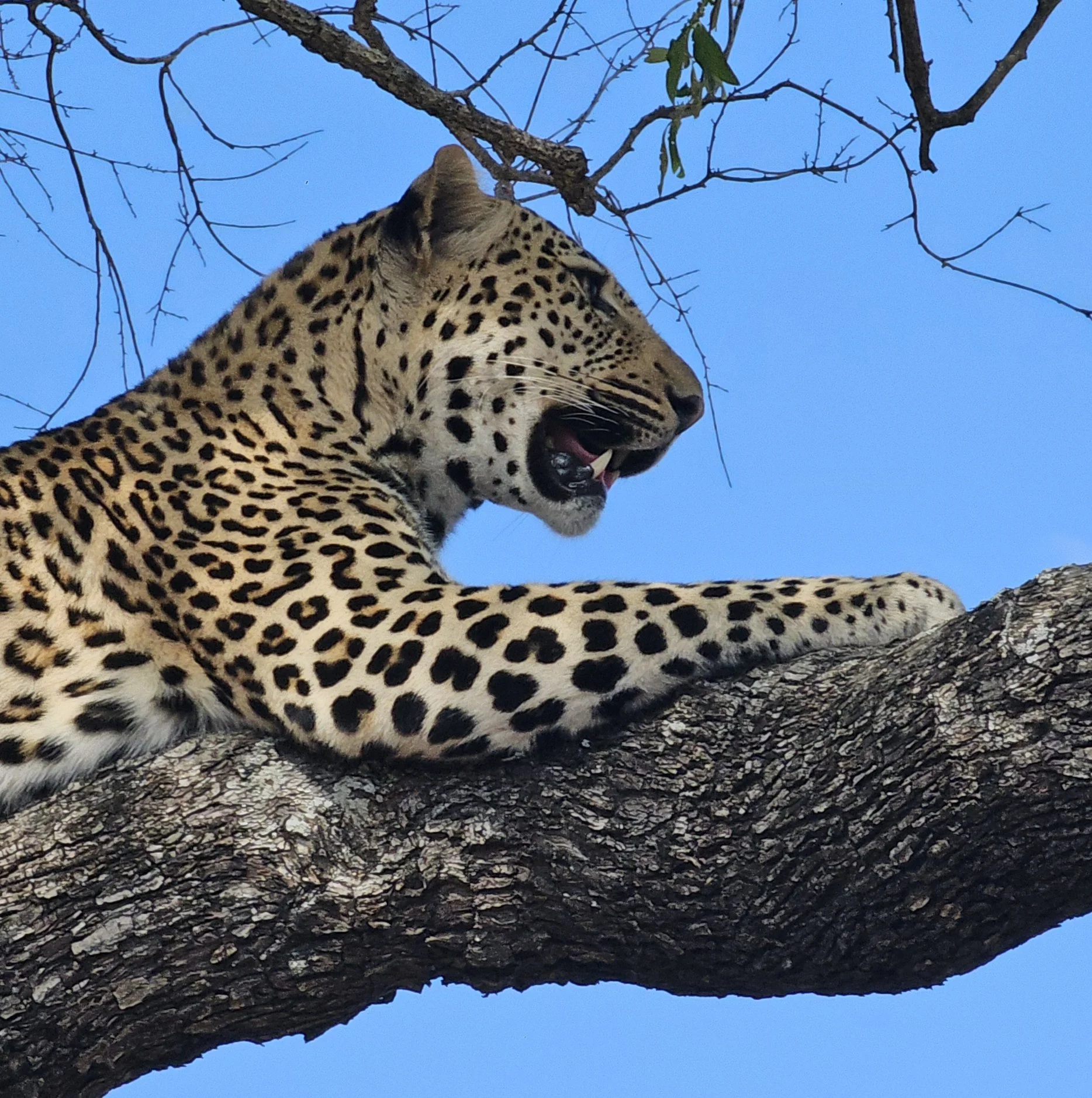 African Safari Photo Exhibit &amp; Jazz