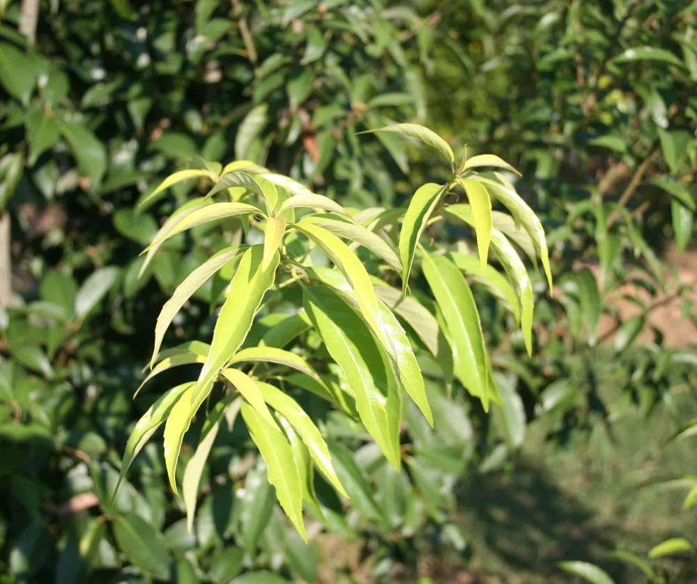 Japanese Evergreen Oak Moon S Tree Farm Inc