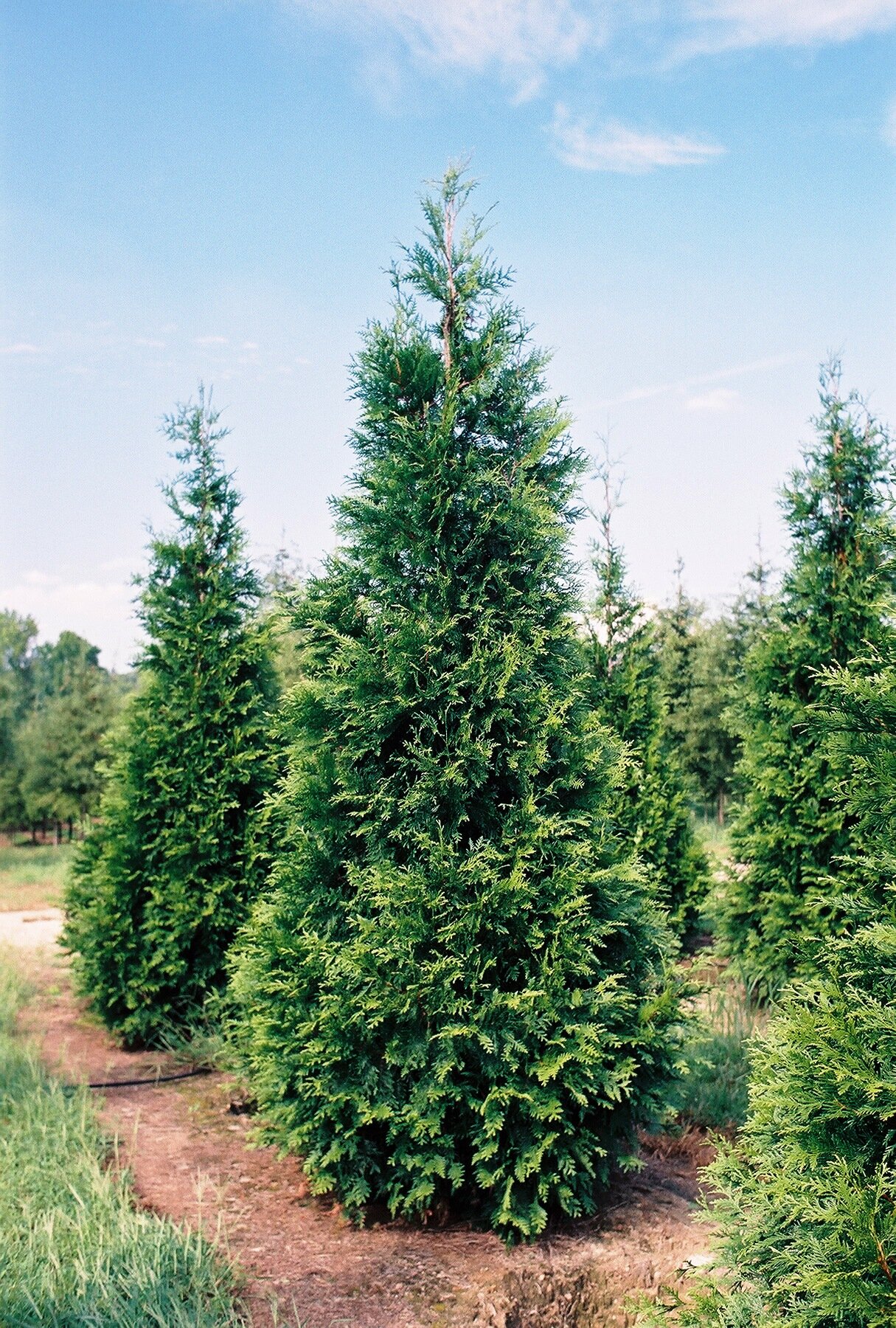 Green Giant Western Cedar — Moon's Tree Farm, Inc. WHOLESALE TO THE