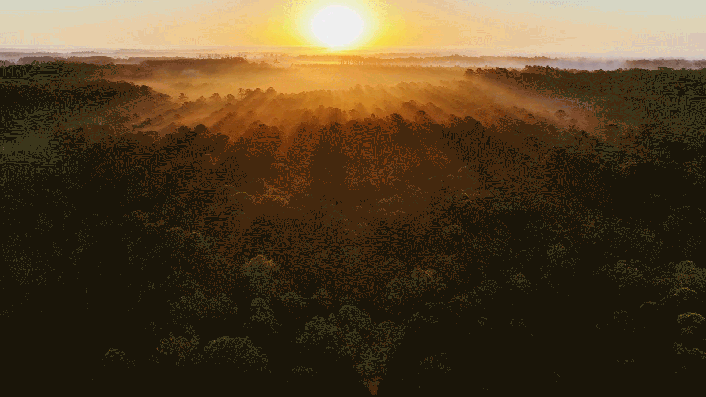 Aerial Drone footage of vast pine forest