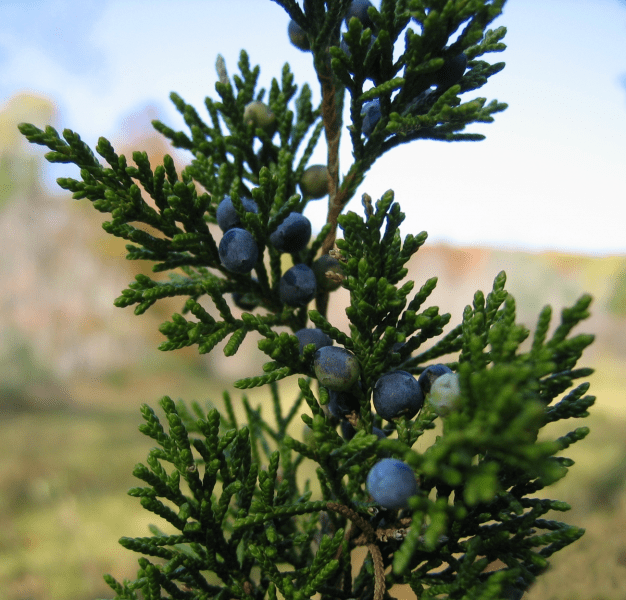 juniper.png