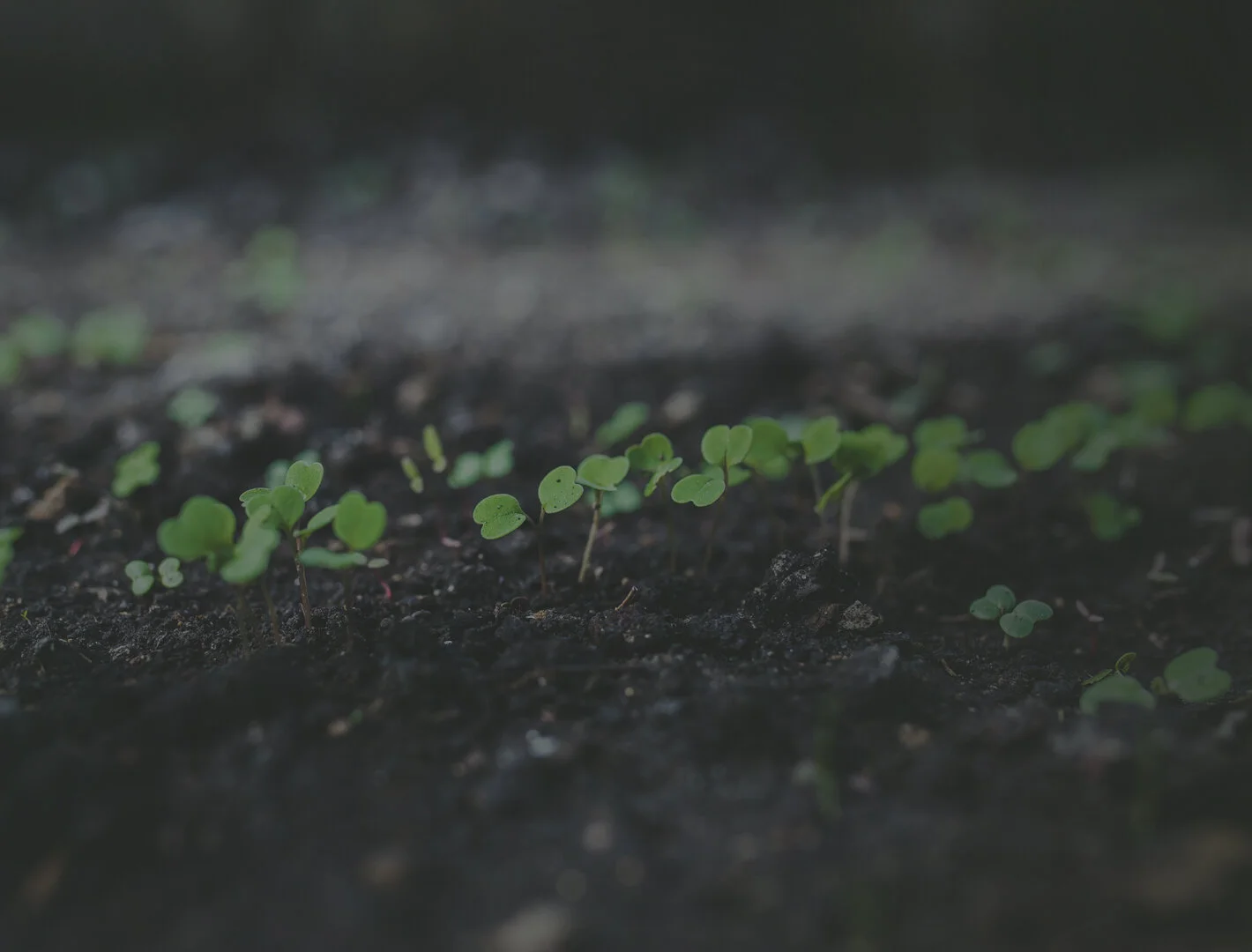 There are Weeds in Every Garden.