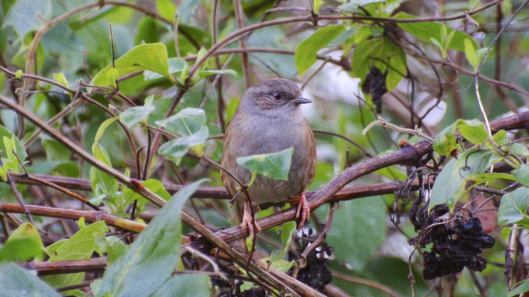 bird in hedge.jpg