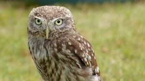 littleowl.jpg