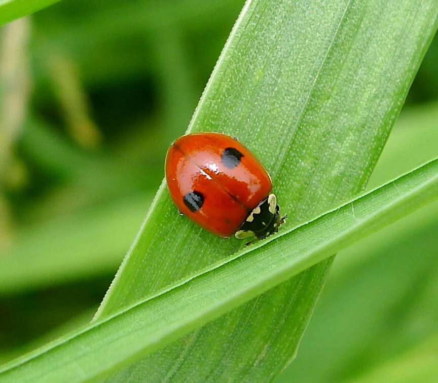 2-spot_Ladybird. .jpg