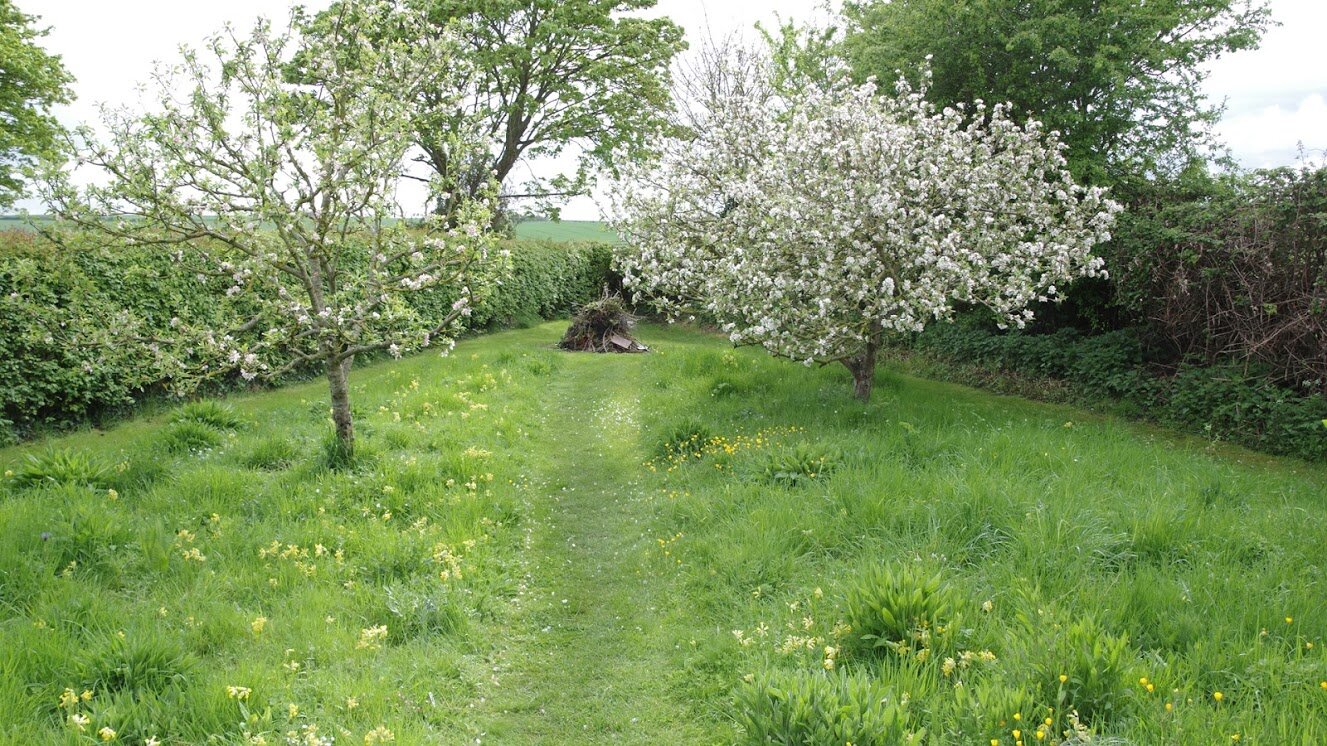 1920x1080 Wildflower meadow 12 May 2021.jpg