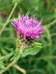 common knapweed.jpeg