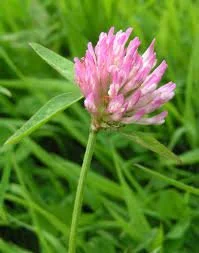 red clover.jpeg
