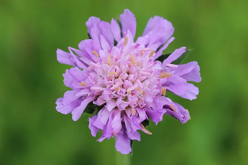 scabious.jpeg