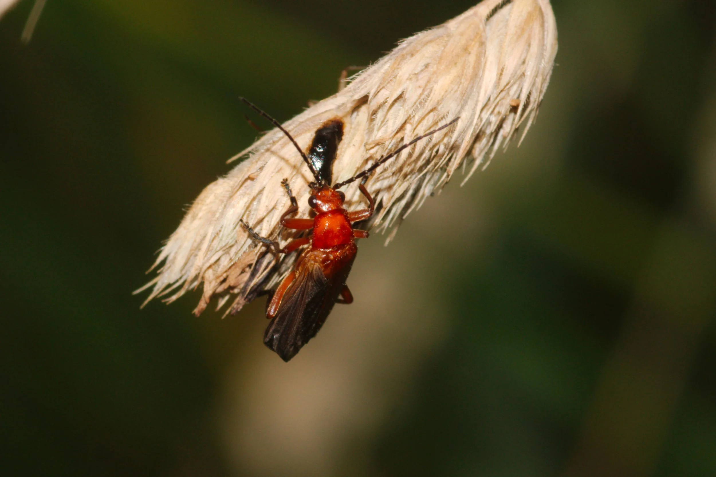 Beetle3.jpg