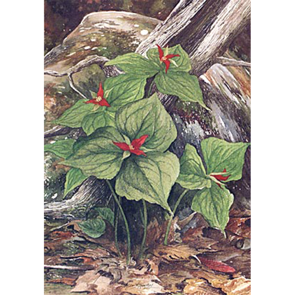 Red Trillium Square.png