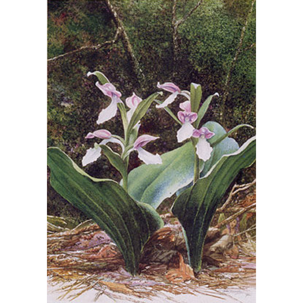 Showy Orchis Square.png