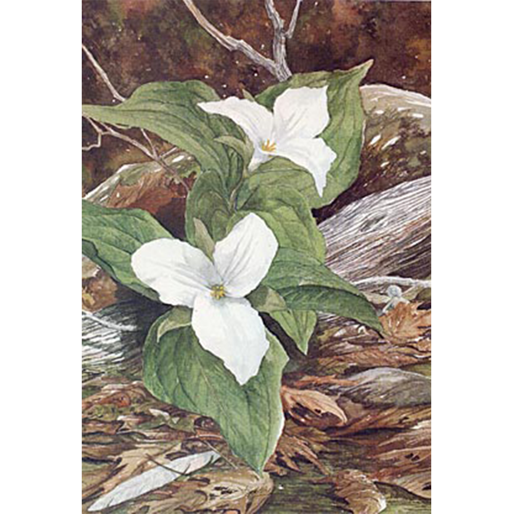 White Trillium Square.png