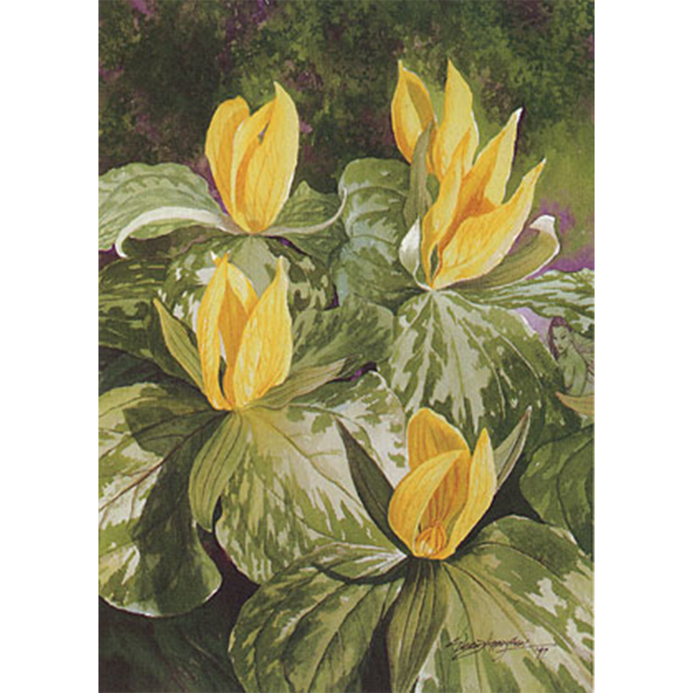 Yellow Trillium Square.png