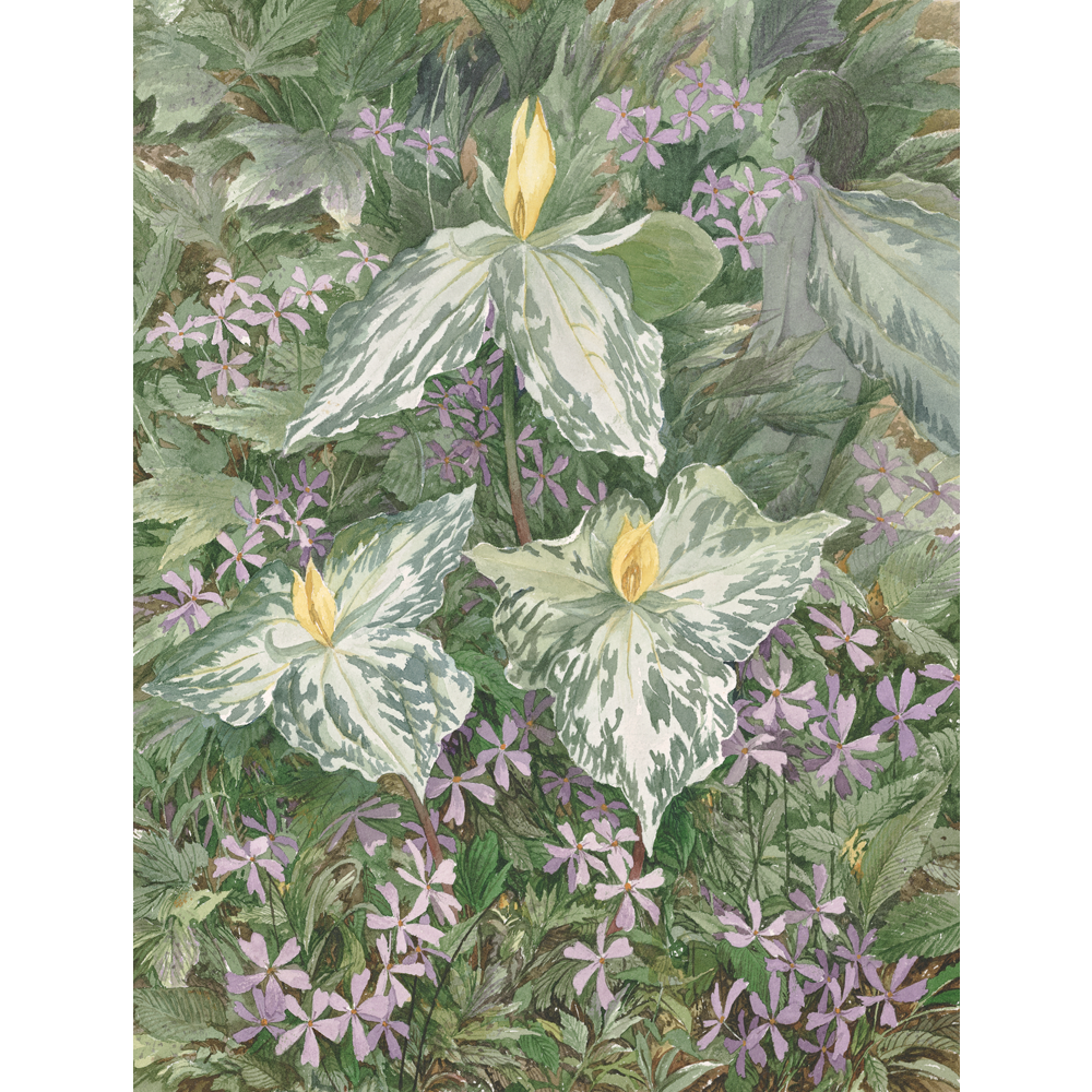 Yellow Trillium Square.png
