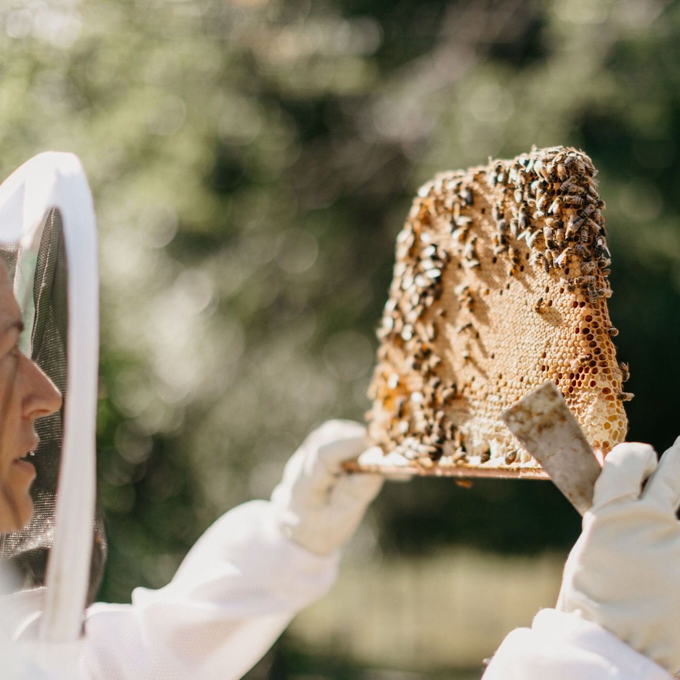 Rickenbee_Honey_057.jpg