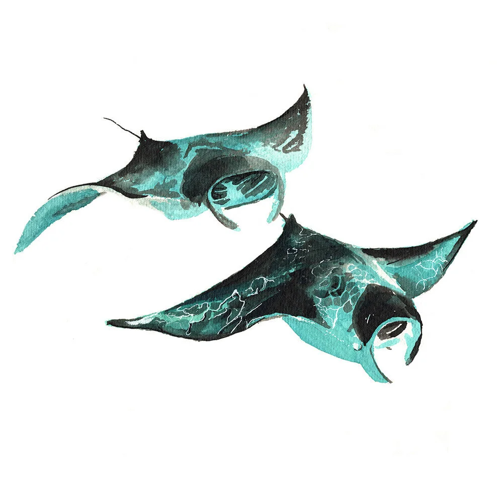 VerityWarner-MouldingMantas.jpg