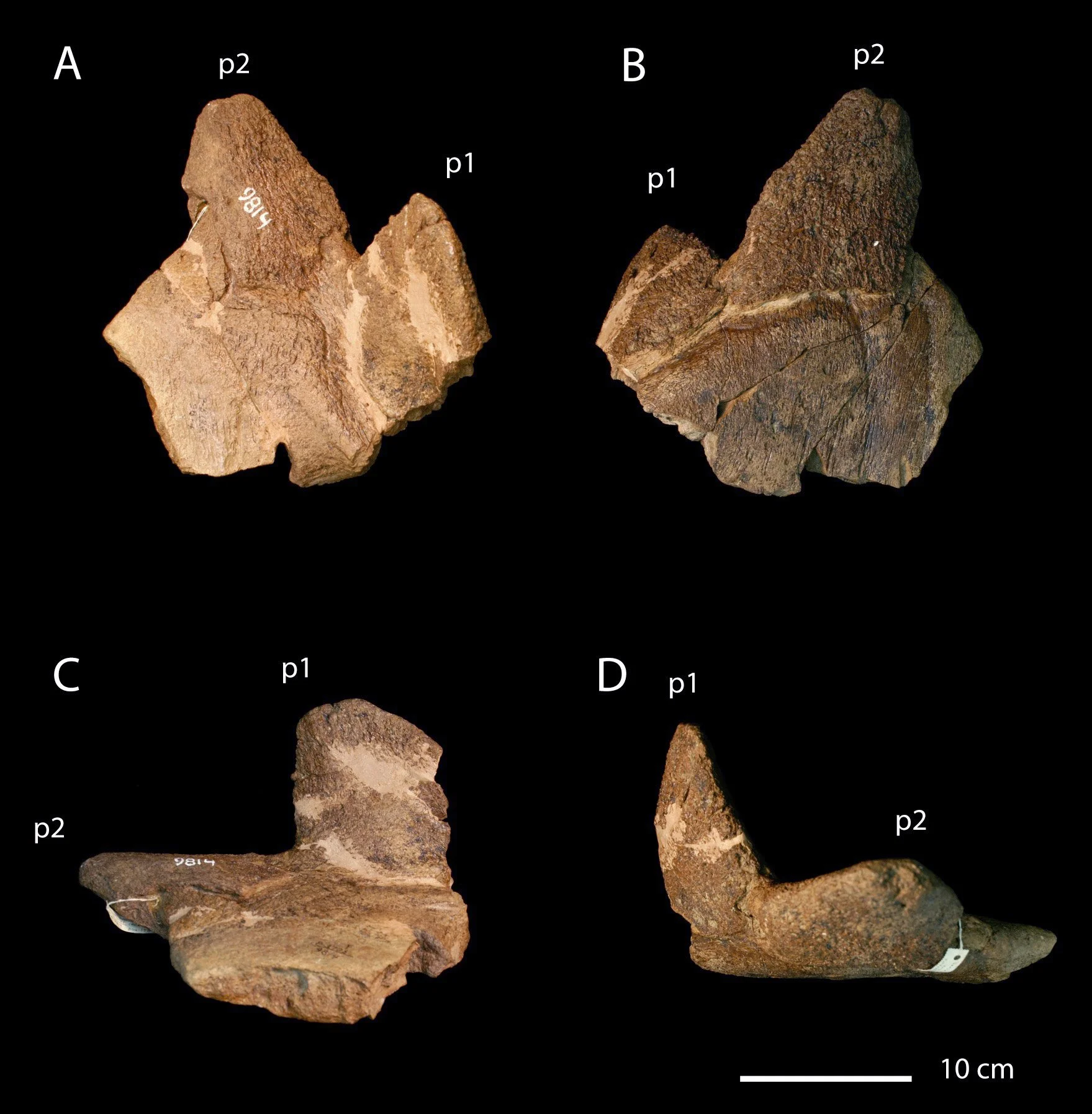 Pentaceratops aquilonius, the northernmost southern dinosaur