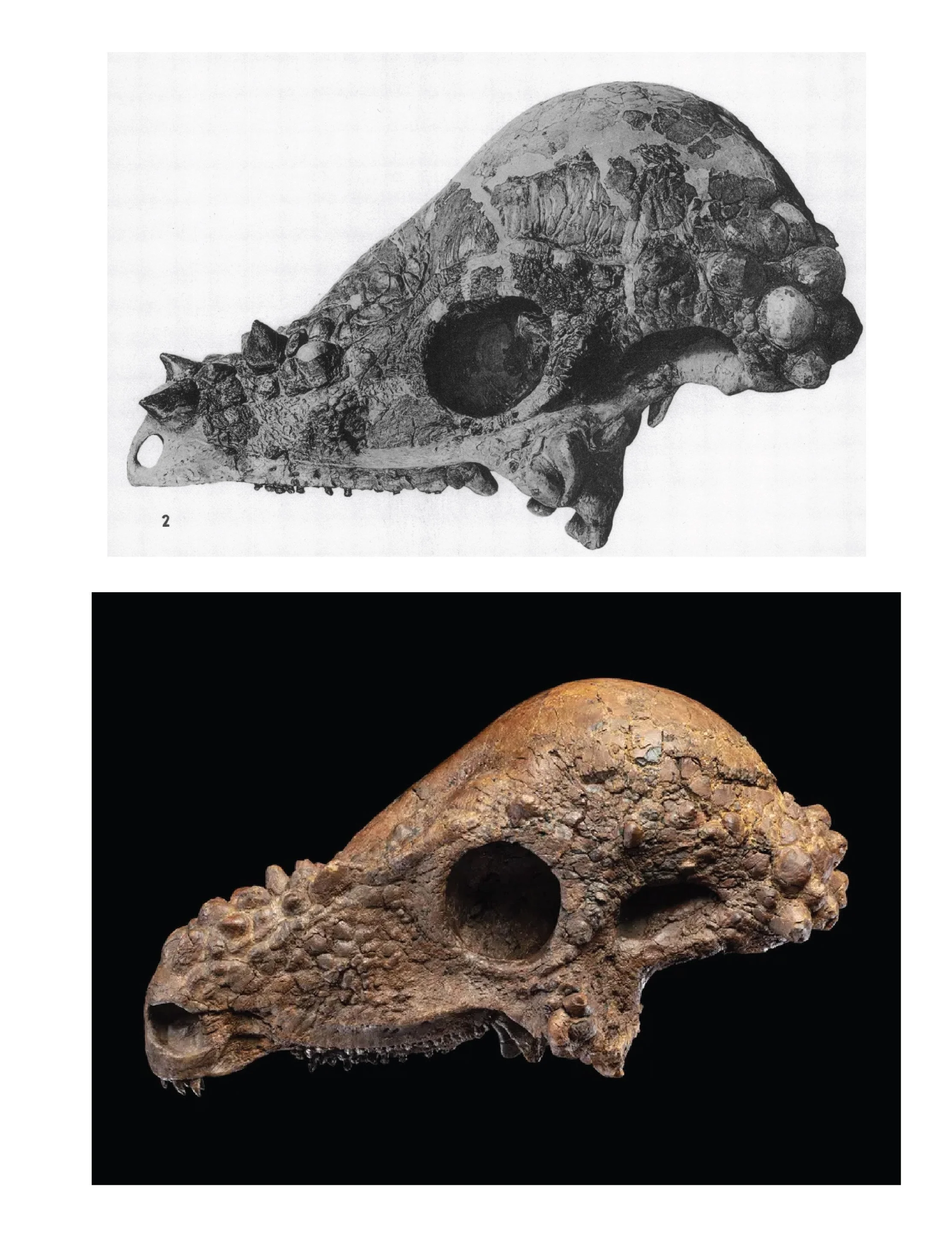 How many Pachycephalosaurus species are there?