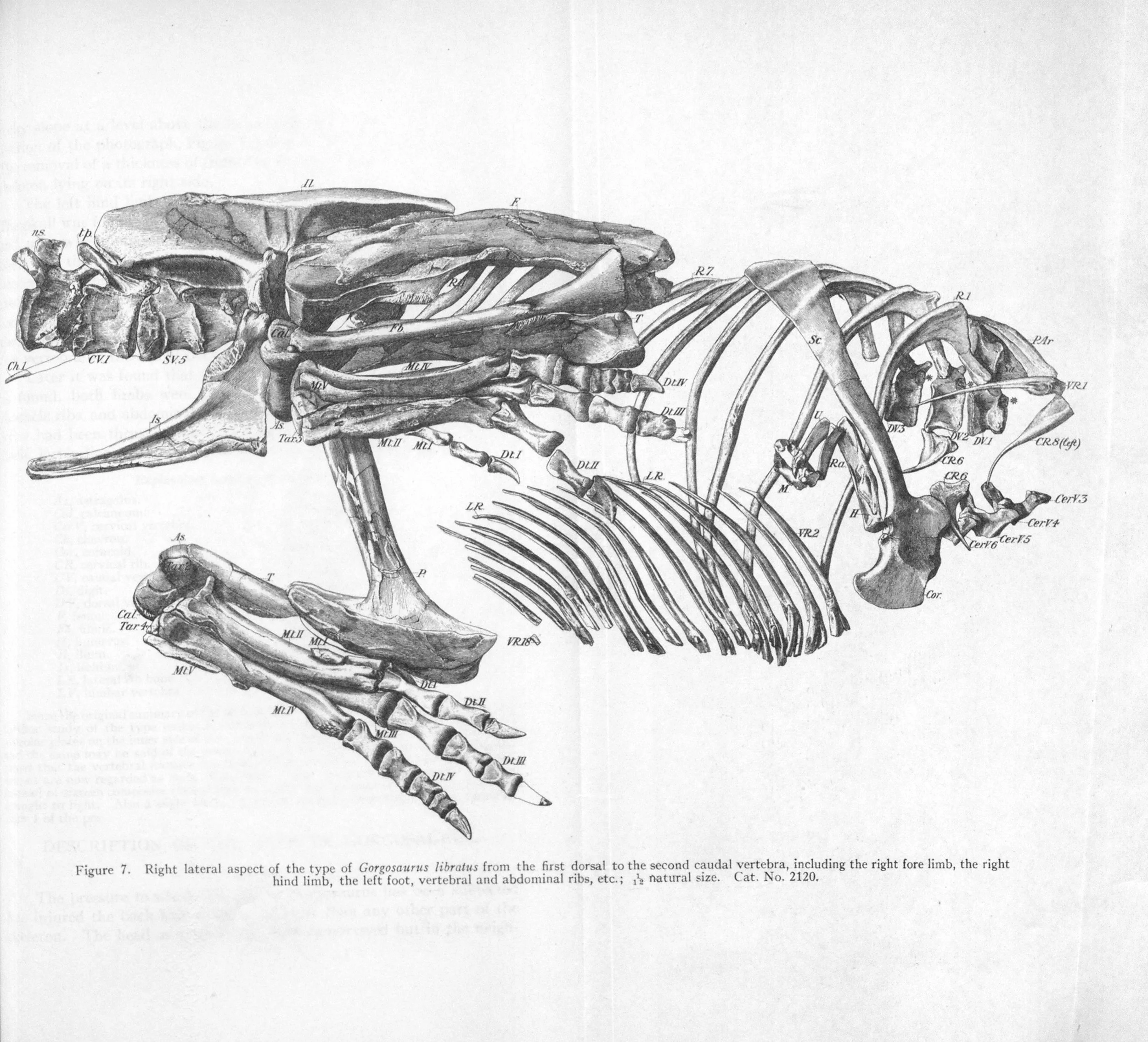 A Response to  a Recent Critiques of the Hunter Wash Tyrannosaur