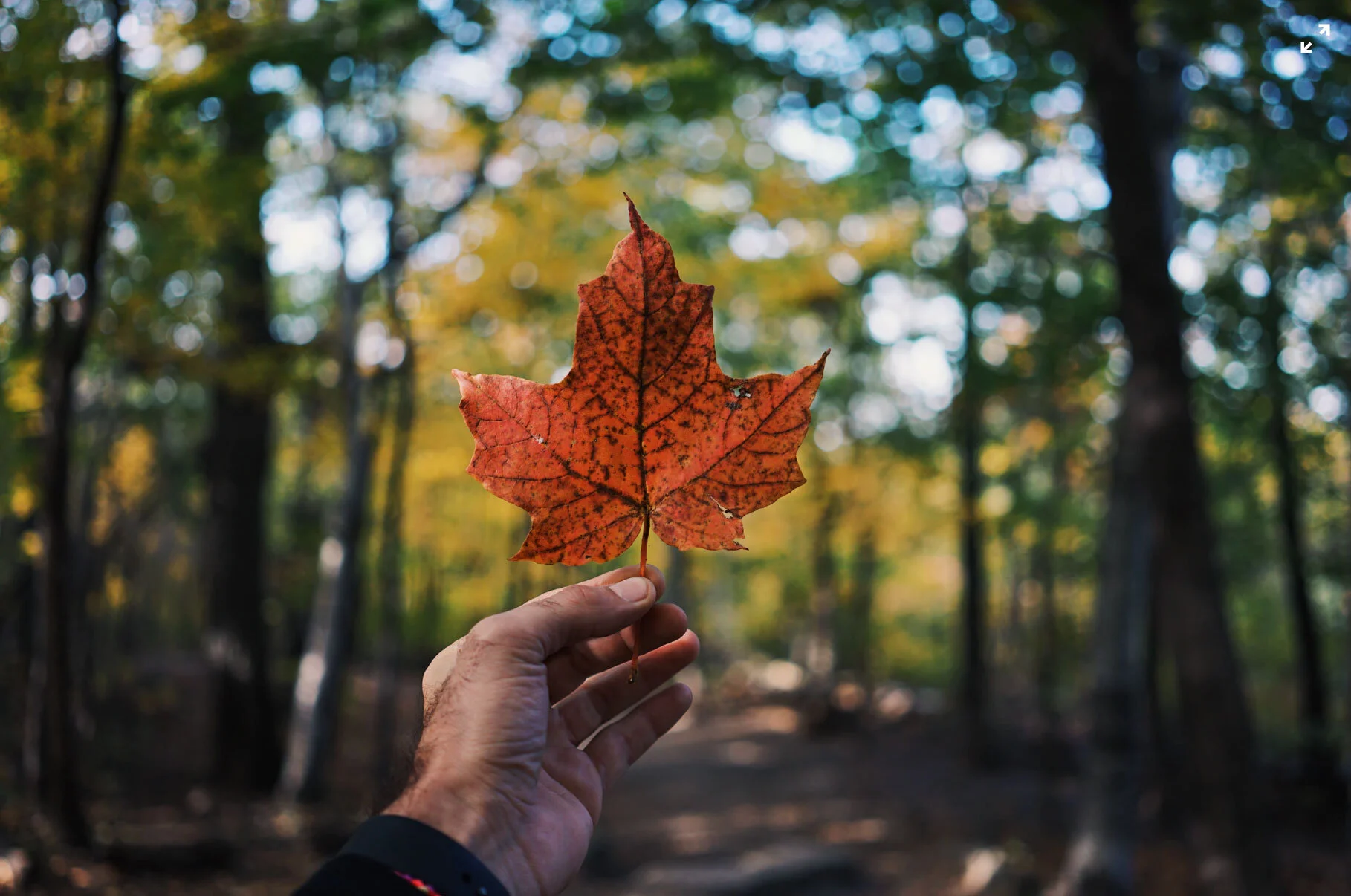 Prepare Your Phone for Exploring Canada with These Features