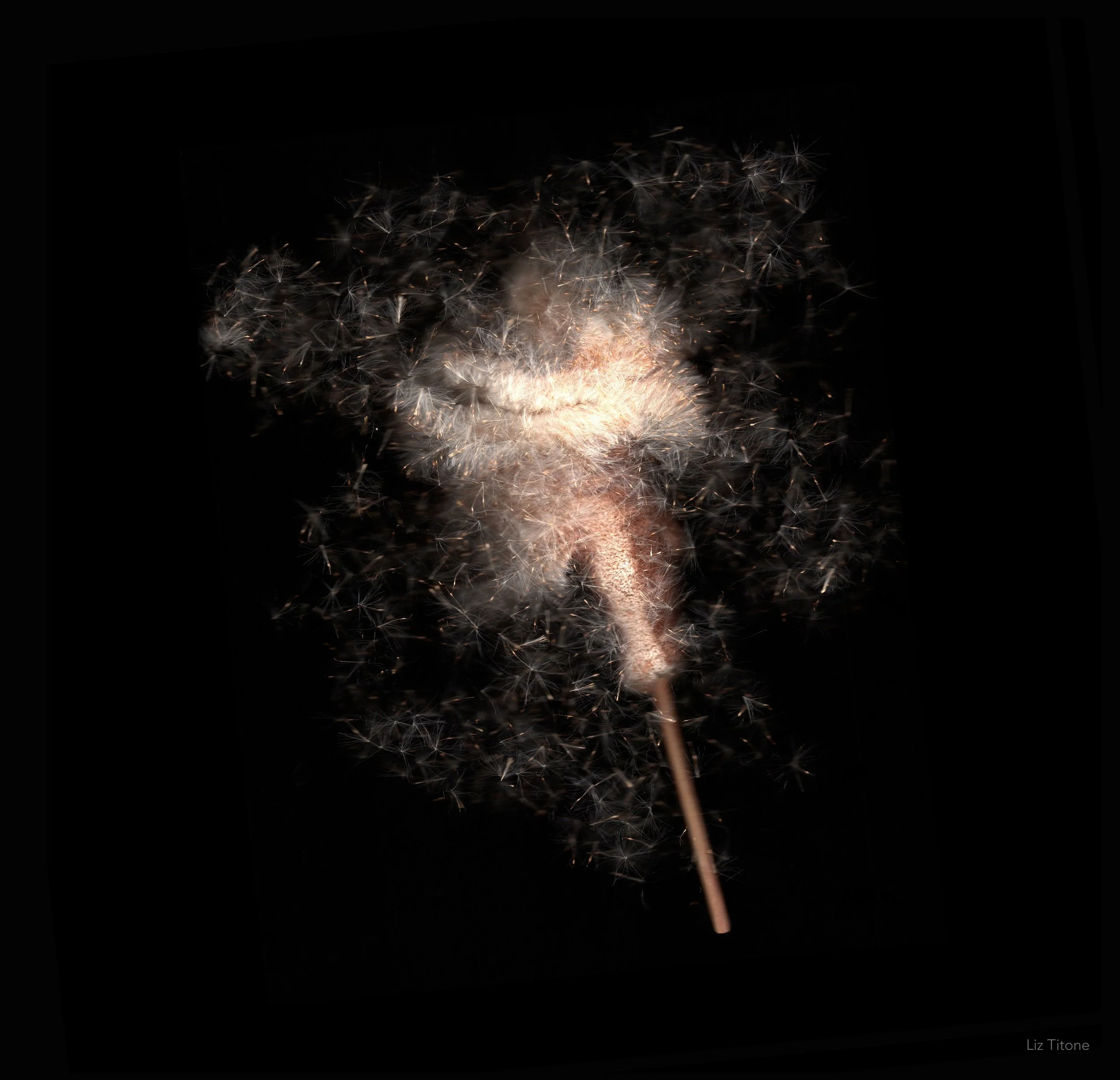 Titone - Faculty 24 - stills - 13 copy.jpg