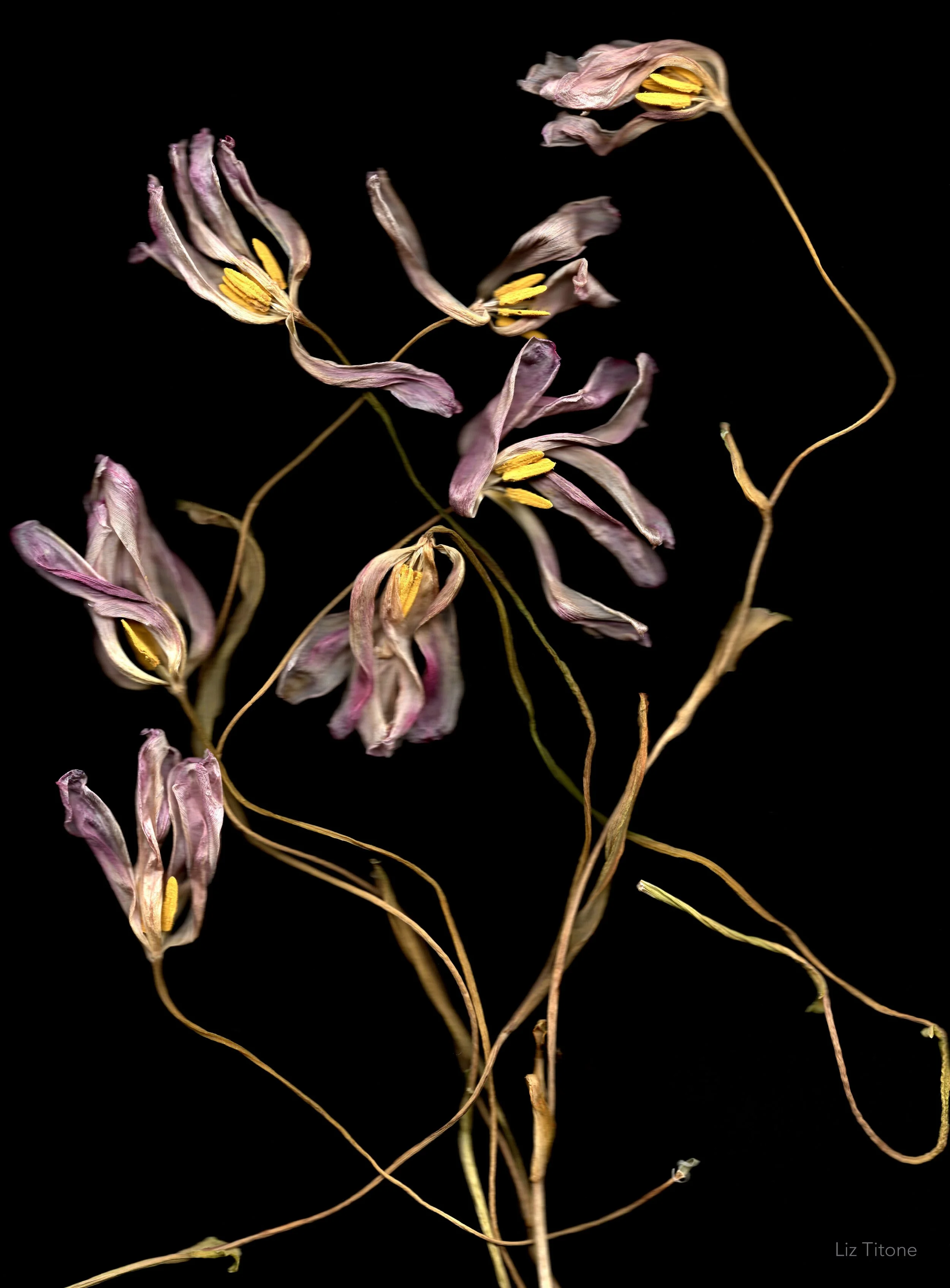 LT - Leggy tulips.jpg