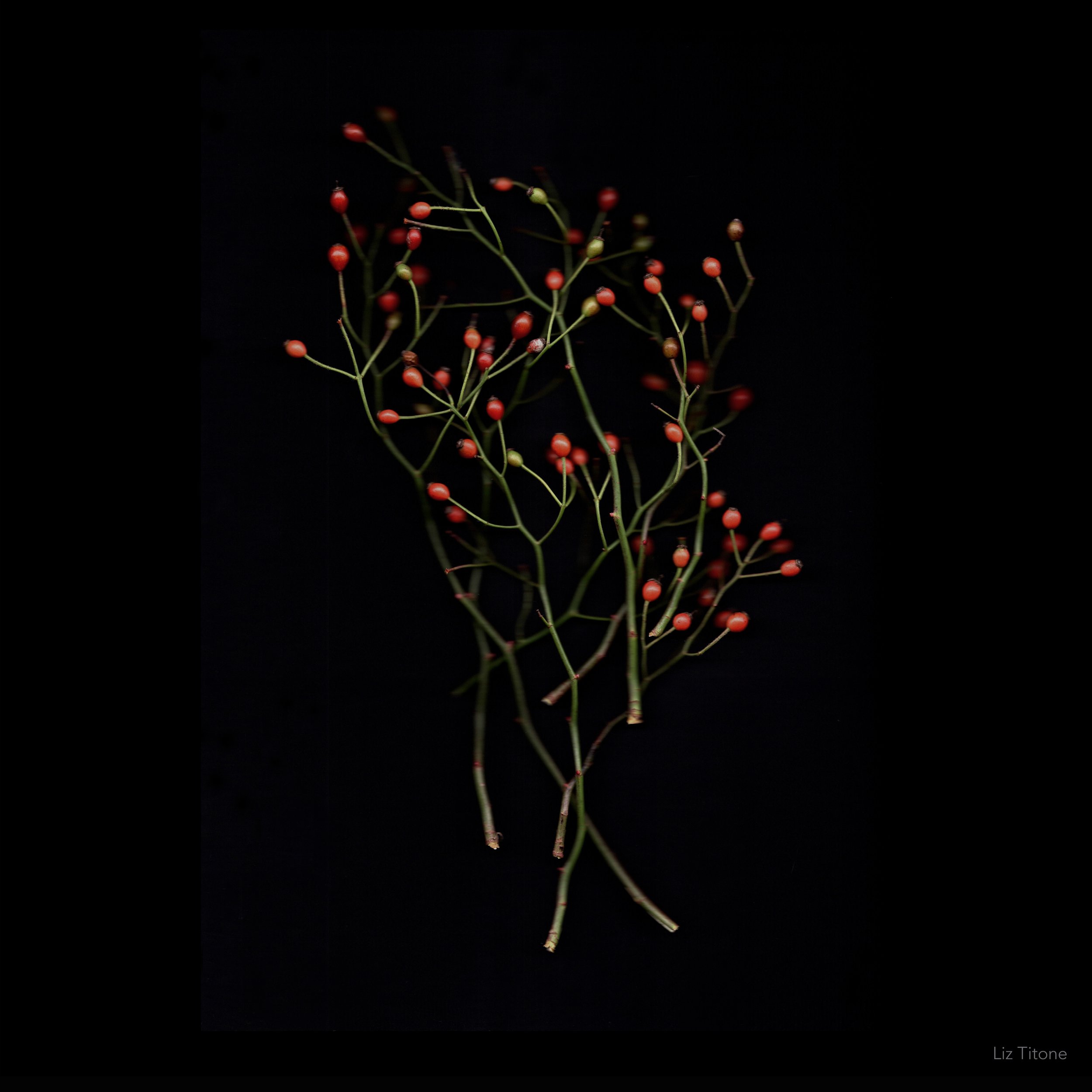 Titone - Faculty 24 - stills - 10 copy.jpg