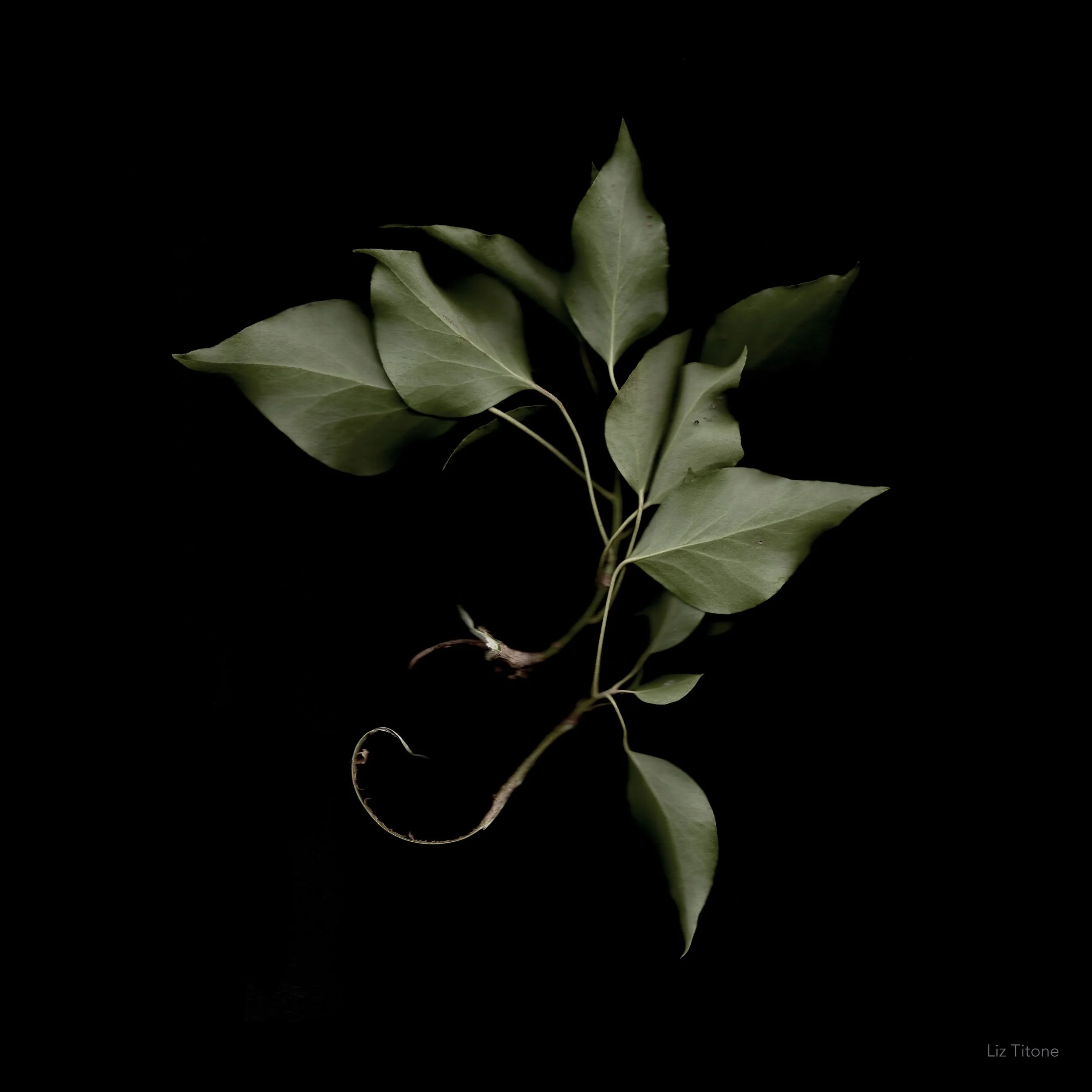 Titone - Faculty 24 - stills - 9 copy 2.jpg