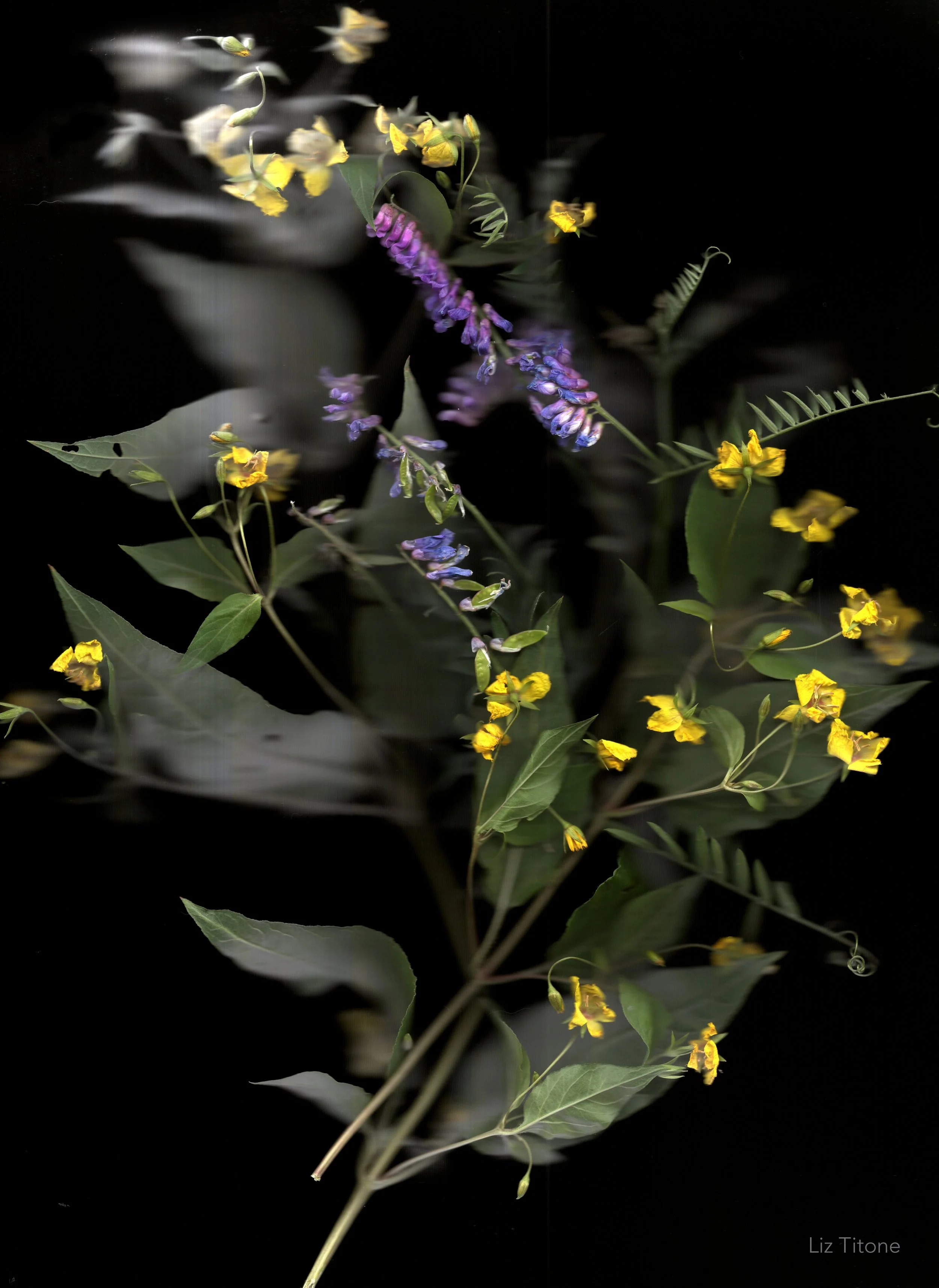 LT - Becket purple yellow copy.jpg