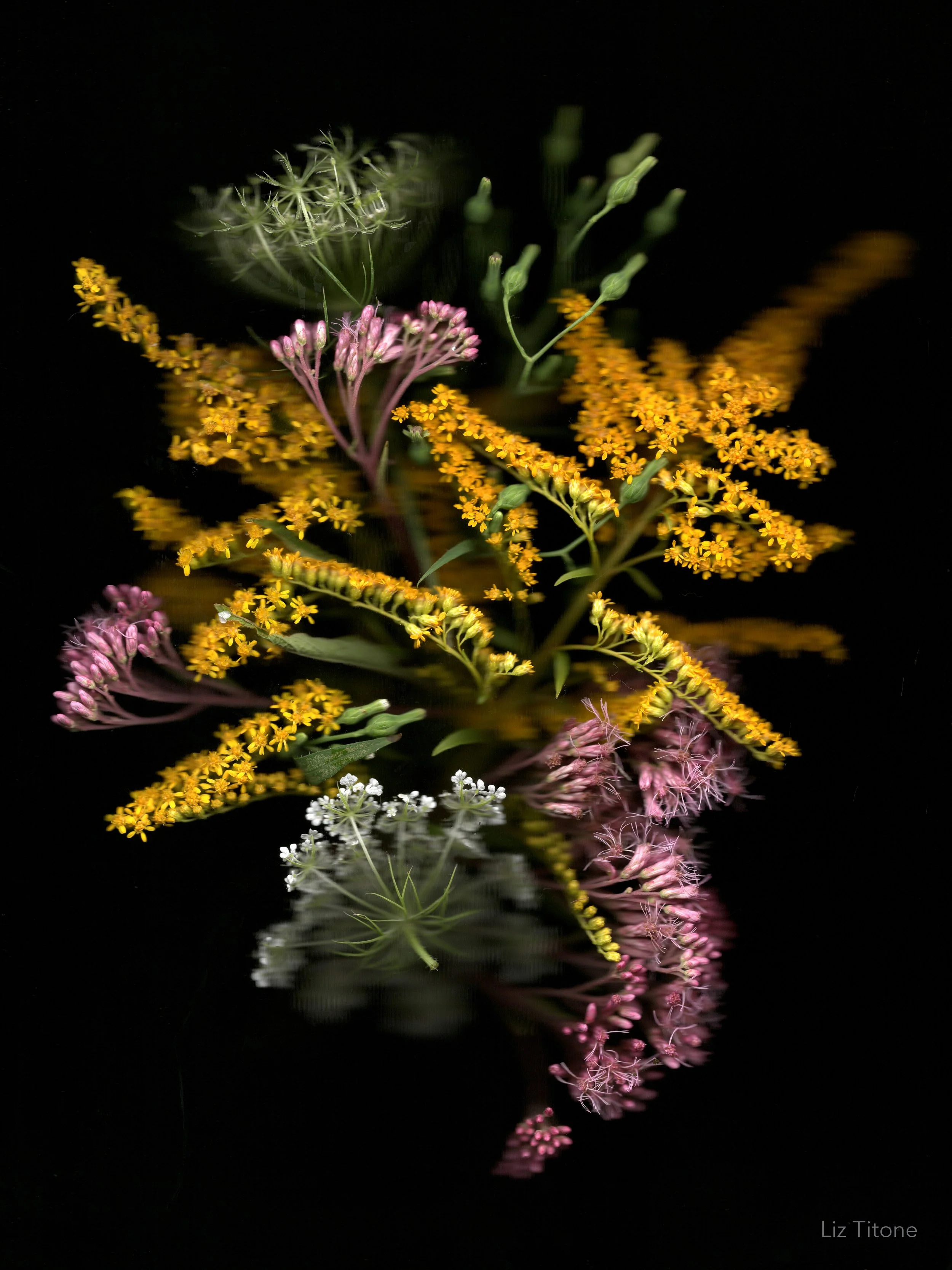 LT - Polinators Feast.jpg