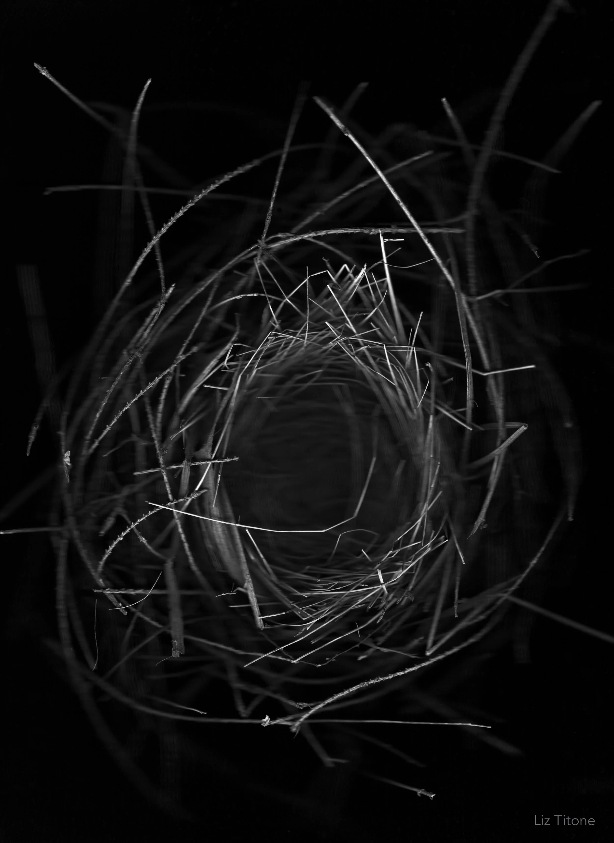 LT - Traci's nest.jpg