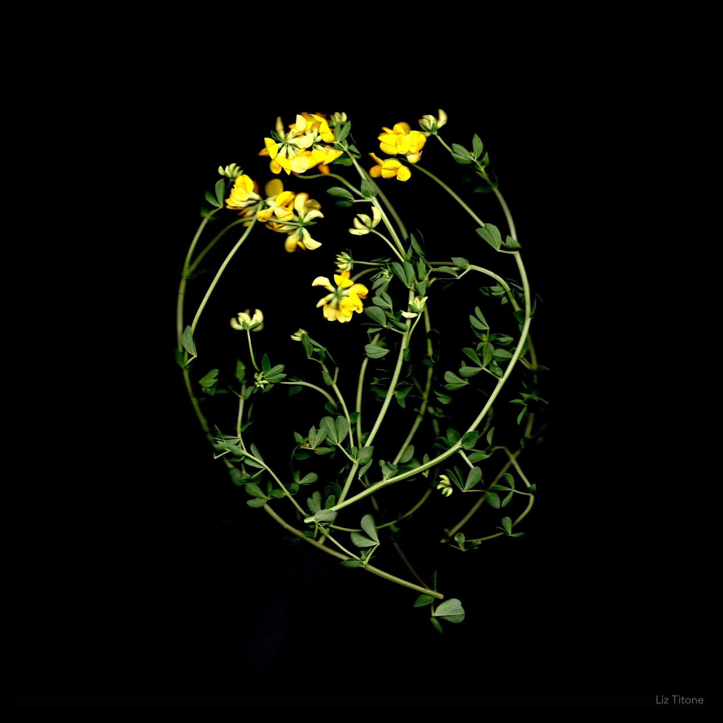 Titone - Faculty 24 - stills - 6 copy.jpg