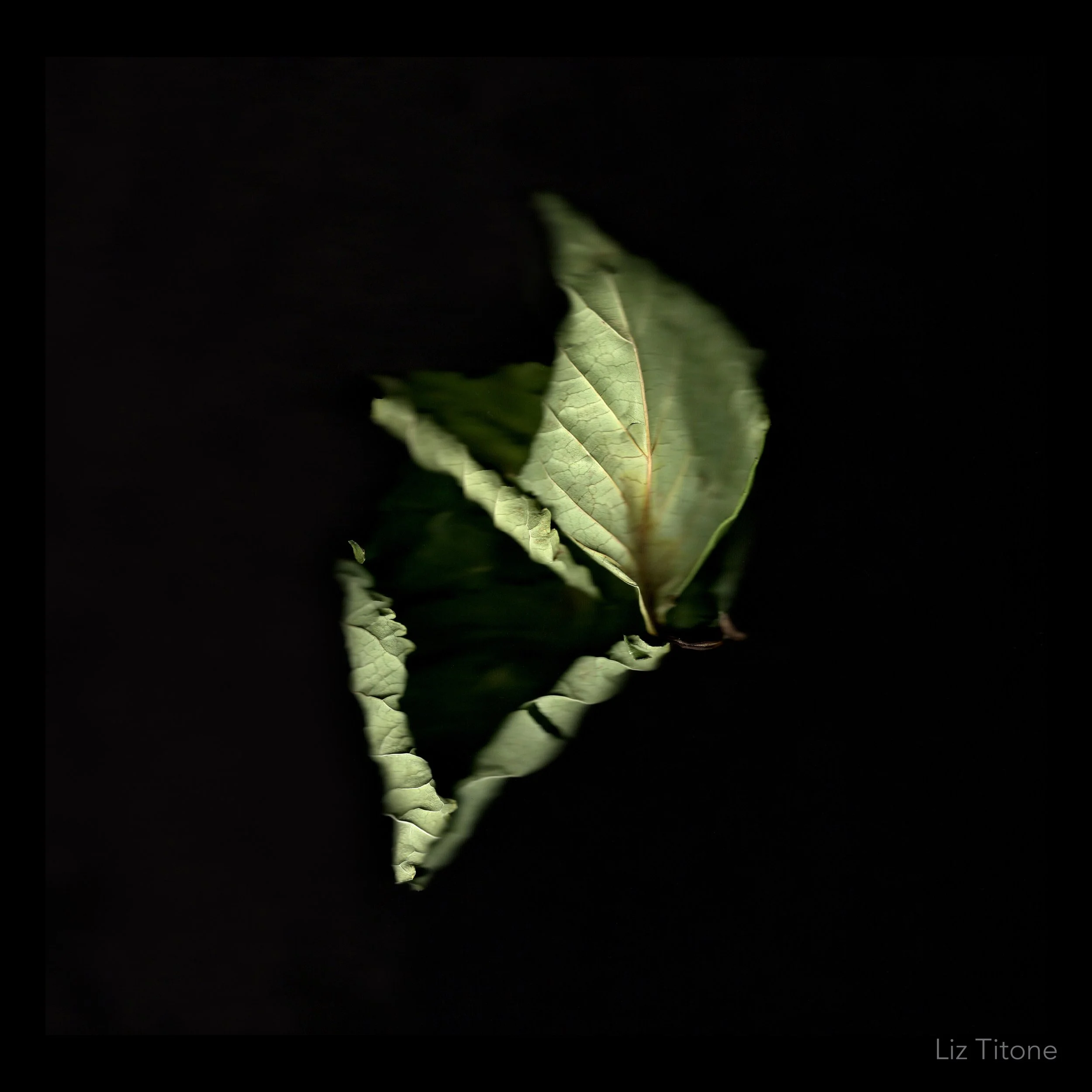 Titone - Faculty 24 - stills - 7 copy.jpg