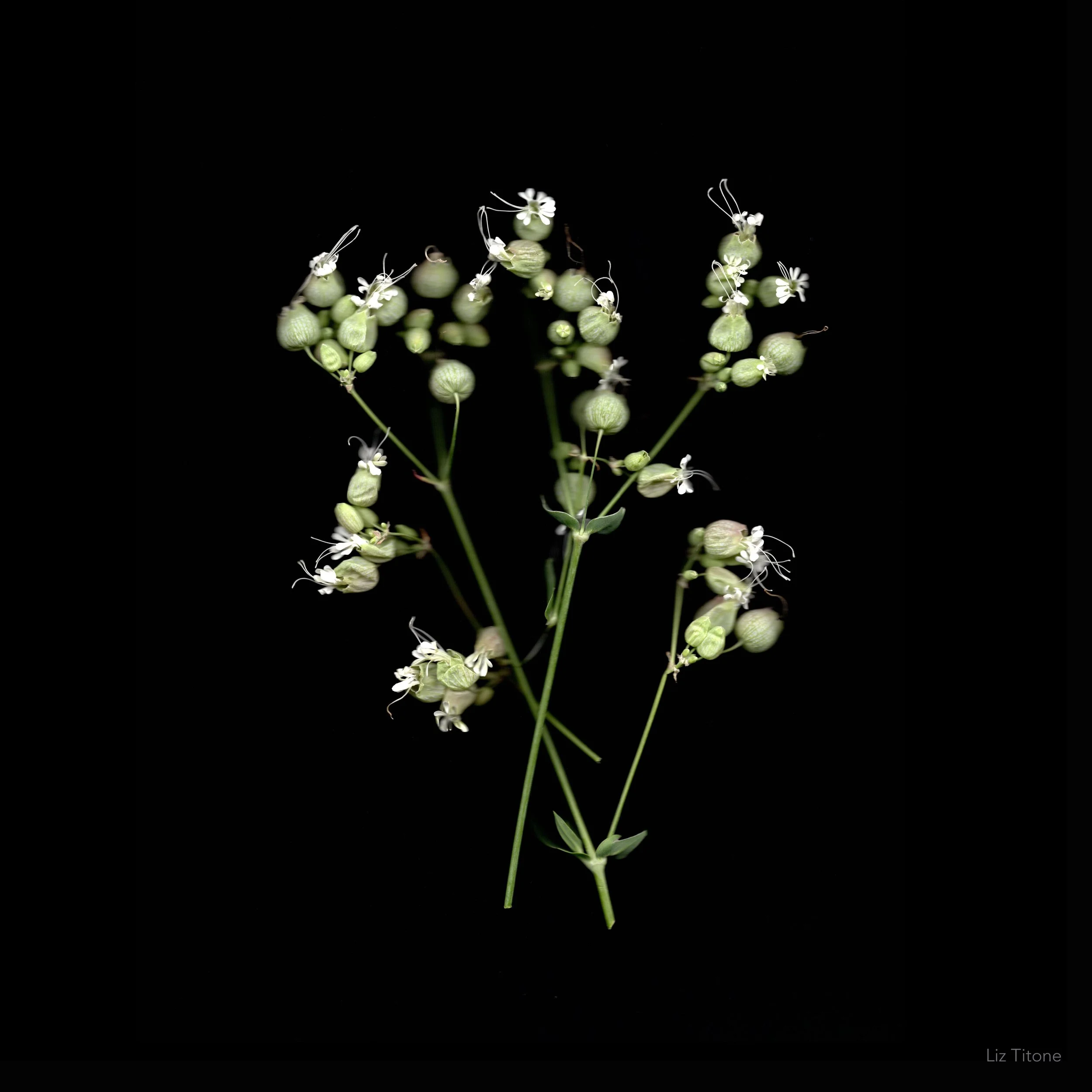 Titone - Faculty 24 - stills - 4 copy.jpg