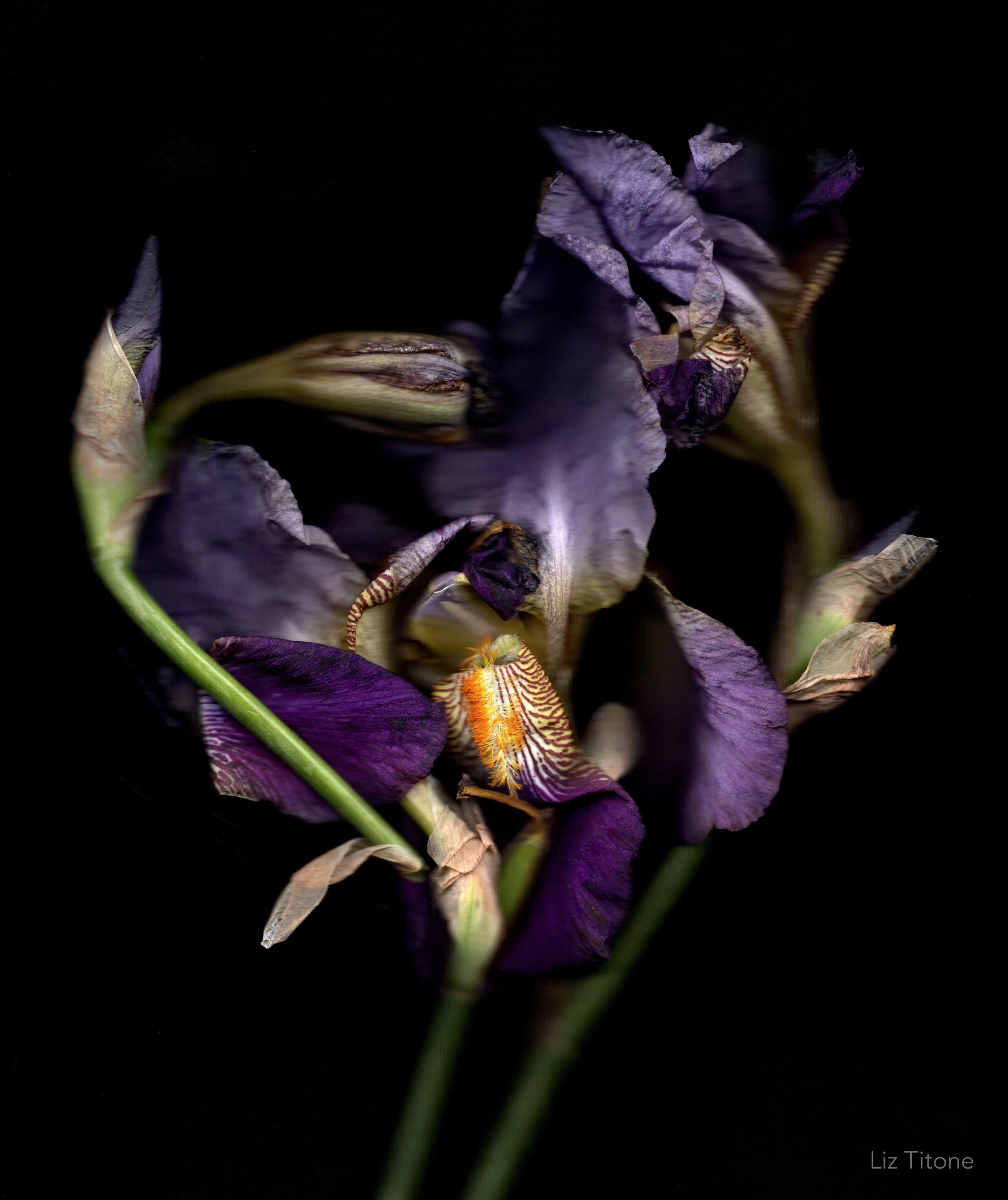 LT - Livvy's Iris.jpg