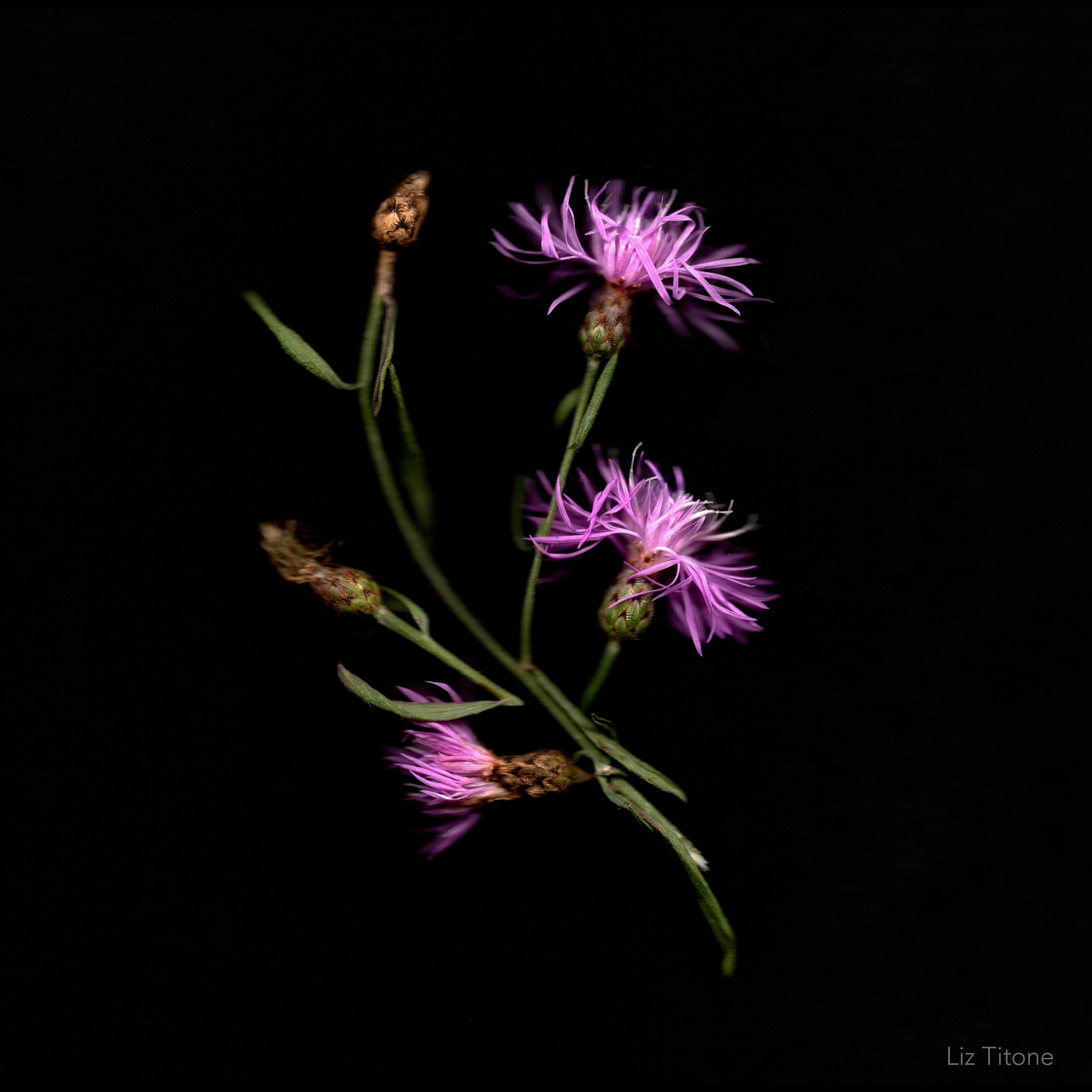 Titone - Faculty 24 - stills - 14 copy.jpg