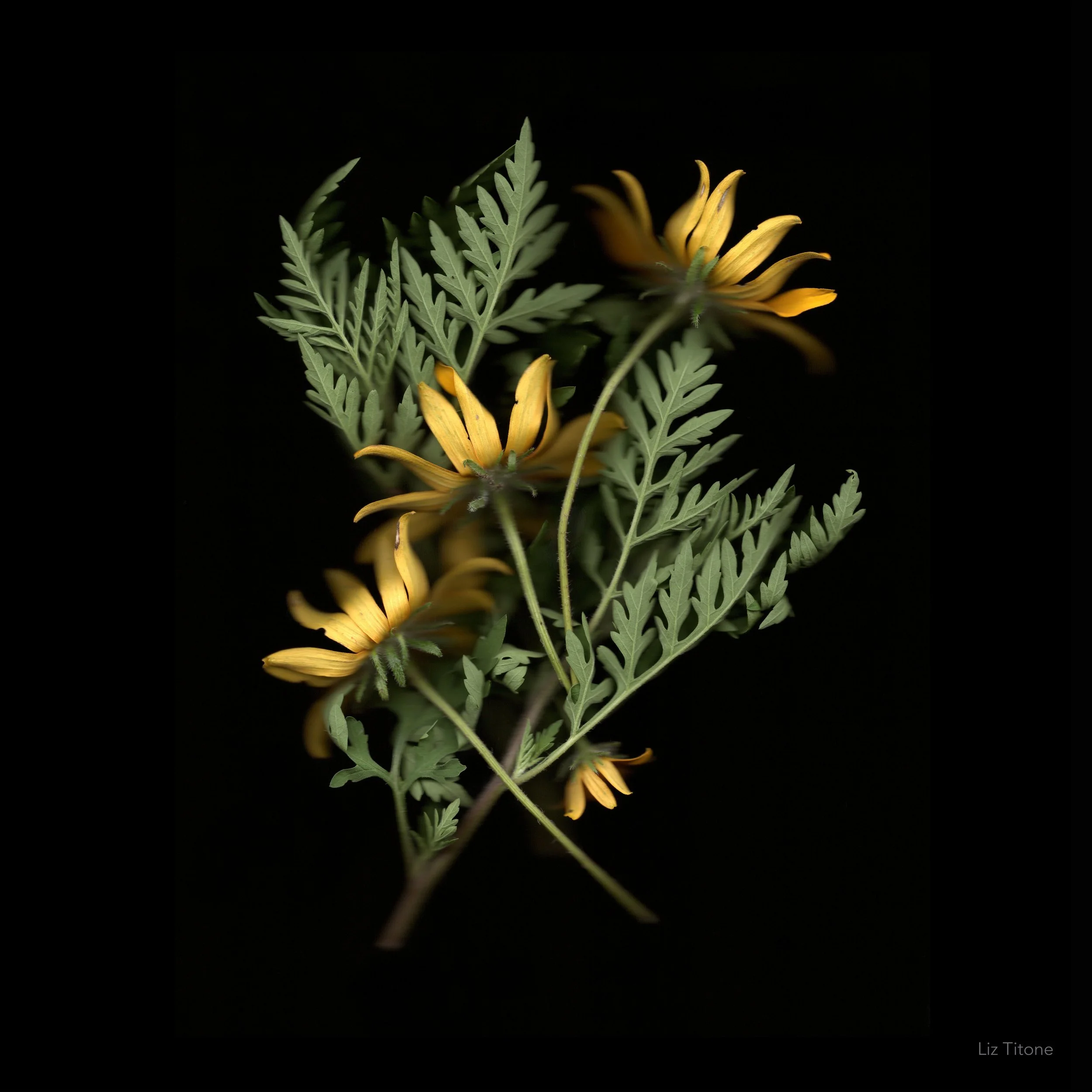 Titone - Faculty 24 - stills - 16 copy.jpg