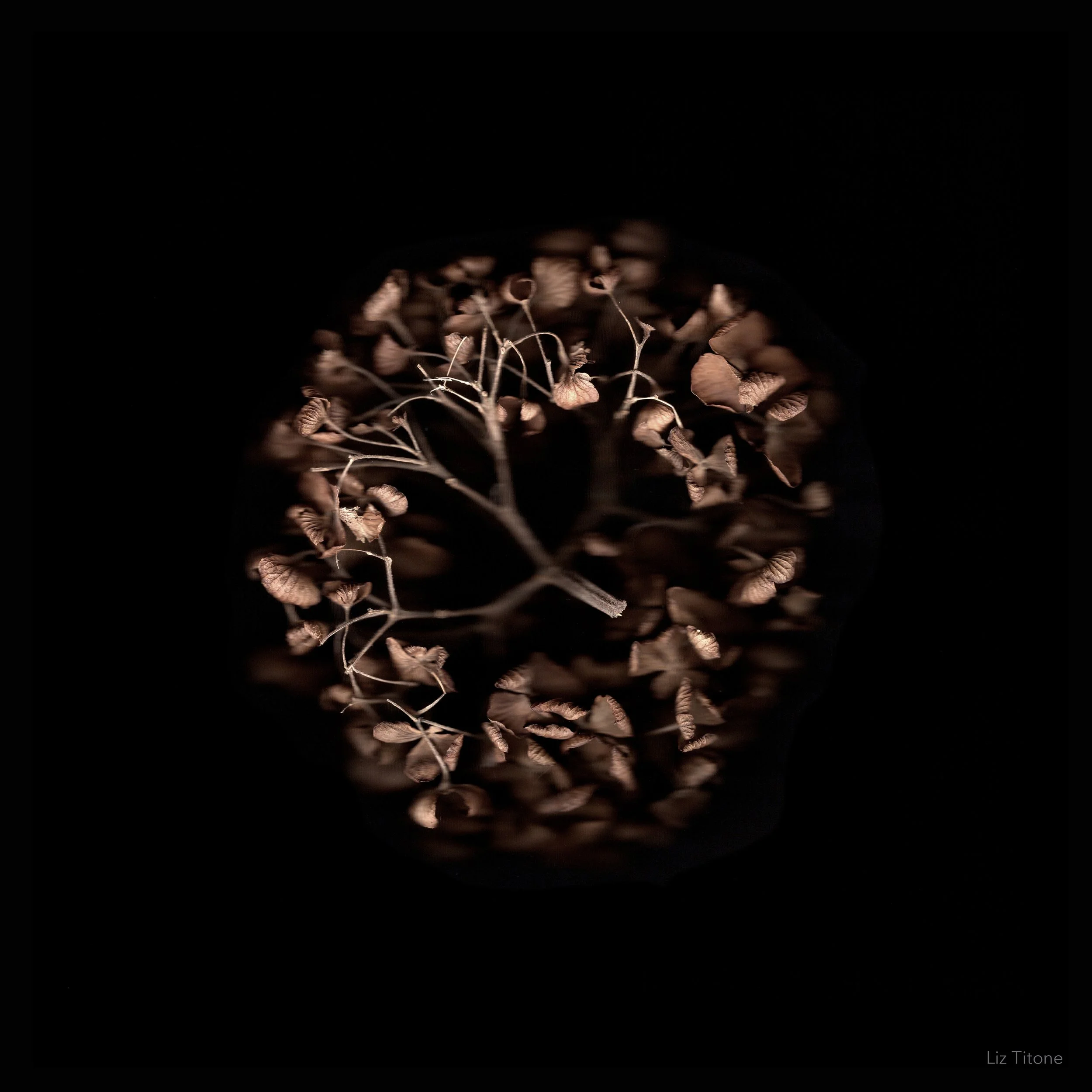 Titone - Faculty 24 - stills - 3 copy.jpg