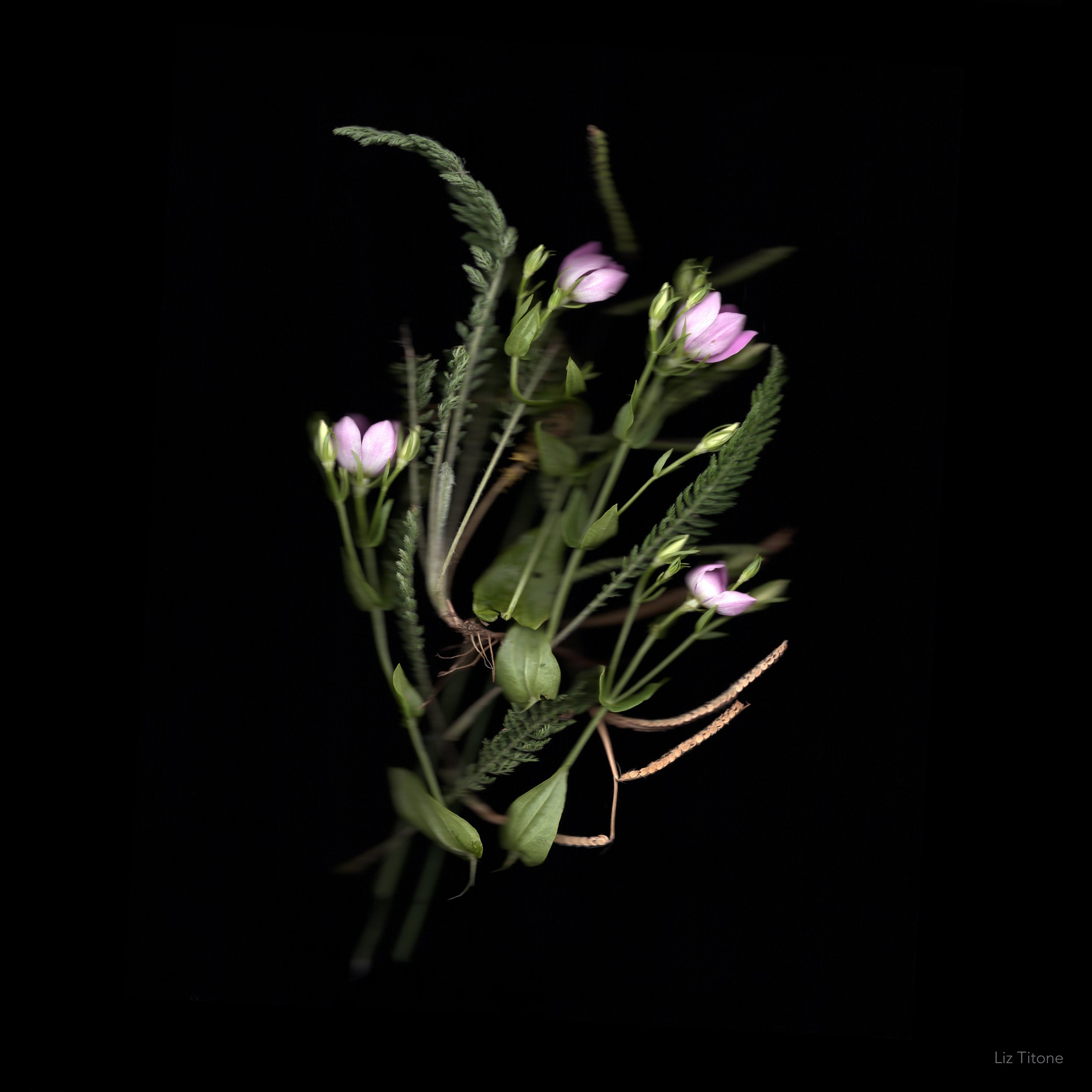 Titone - Faculty 24 - stills - 15 copy.jpg