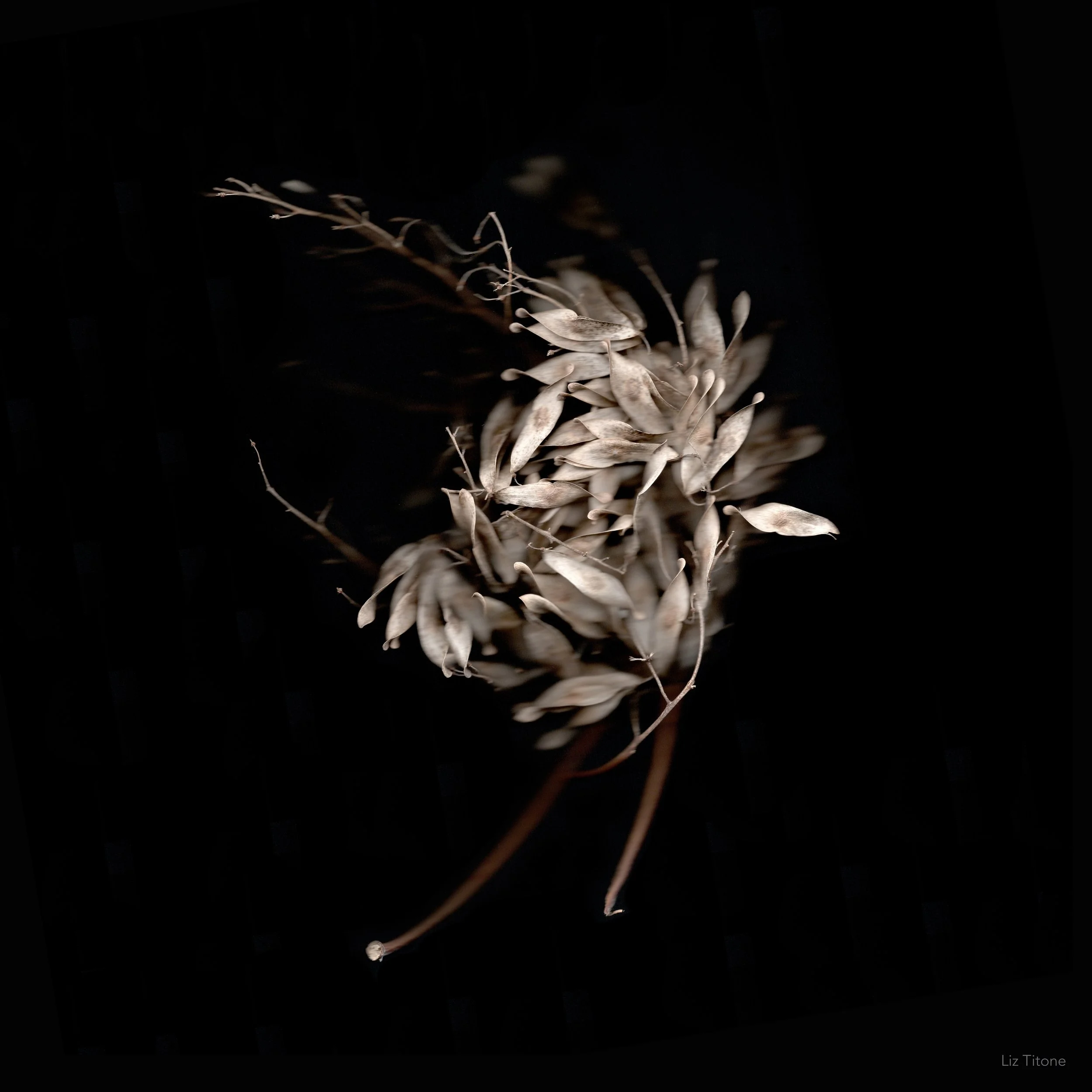 Titone - Faculty 24 - stills - 11 copy.jpg