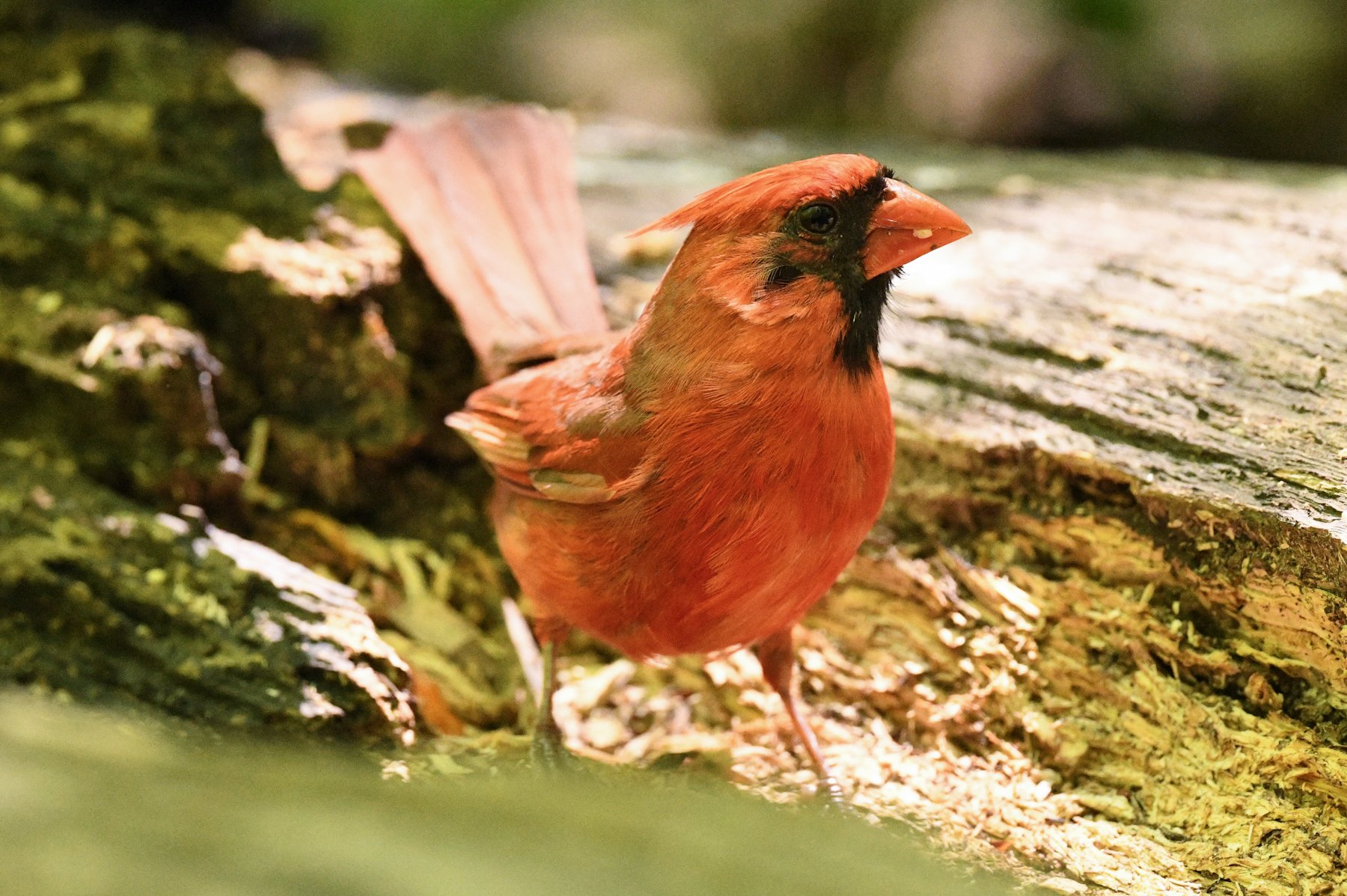 5/11 Mother's Day Birding at Forest Park