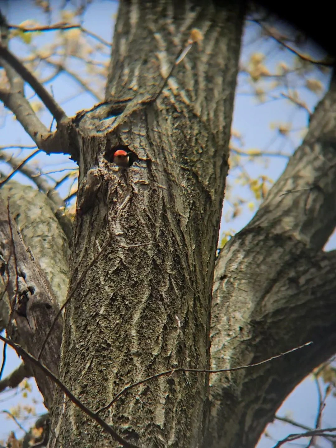 Mother’s Day Birding with the Queens County Bird Club 