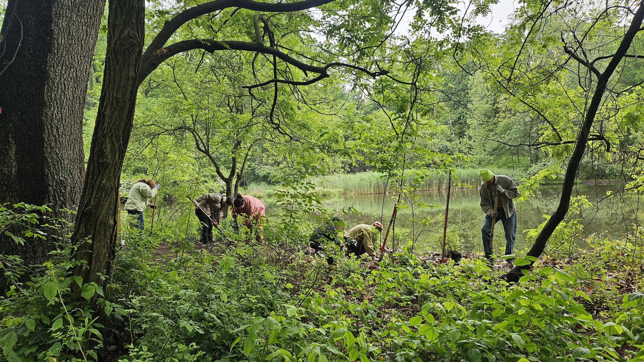 National Trails Day Restoration at Forest Park