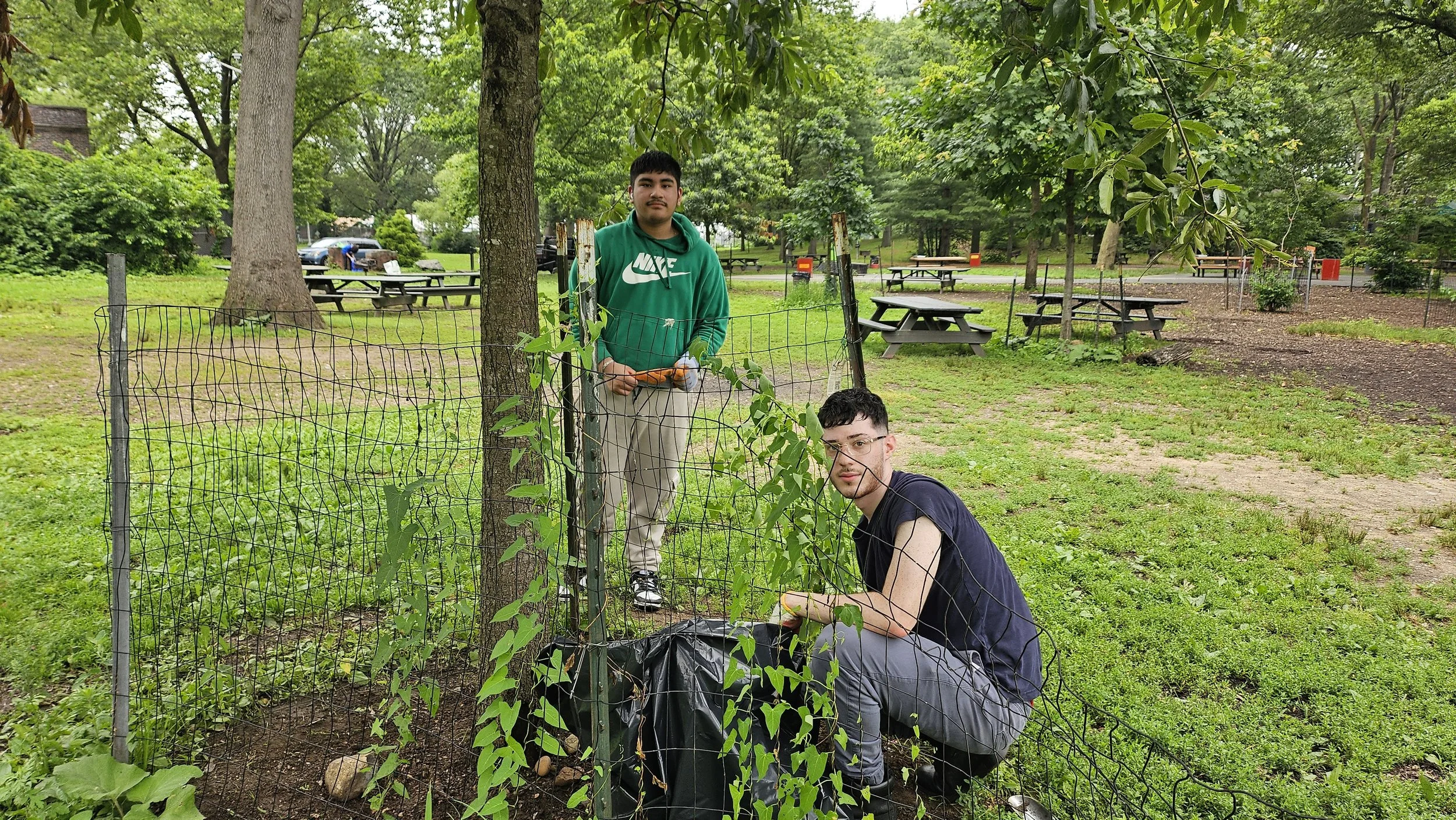6/5 Young Tree Care at Forest Park