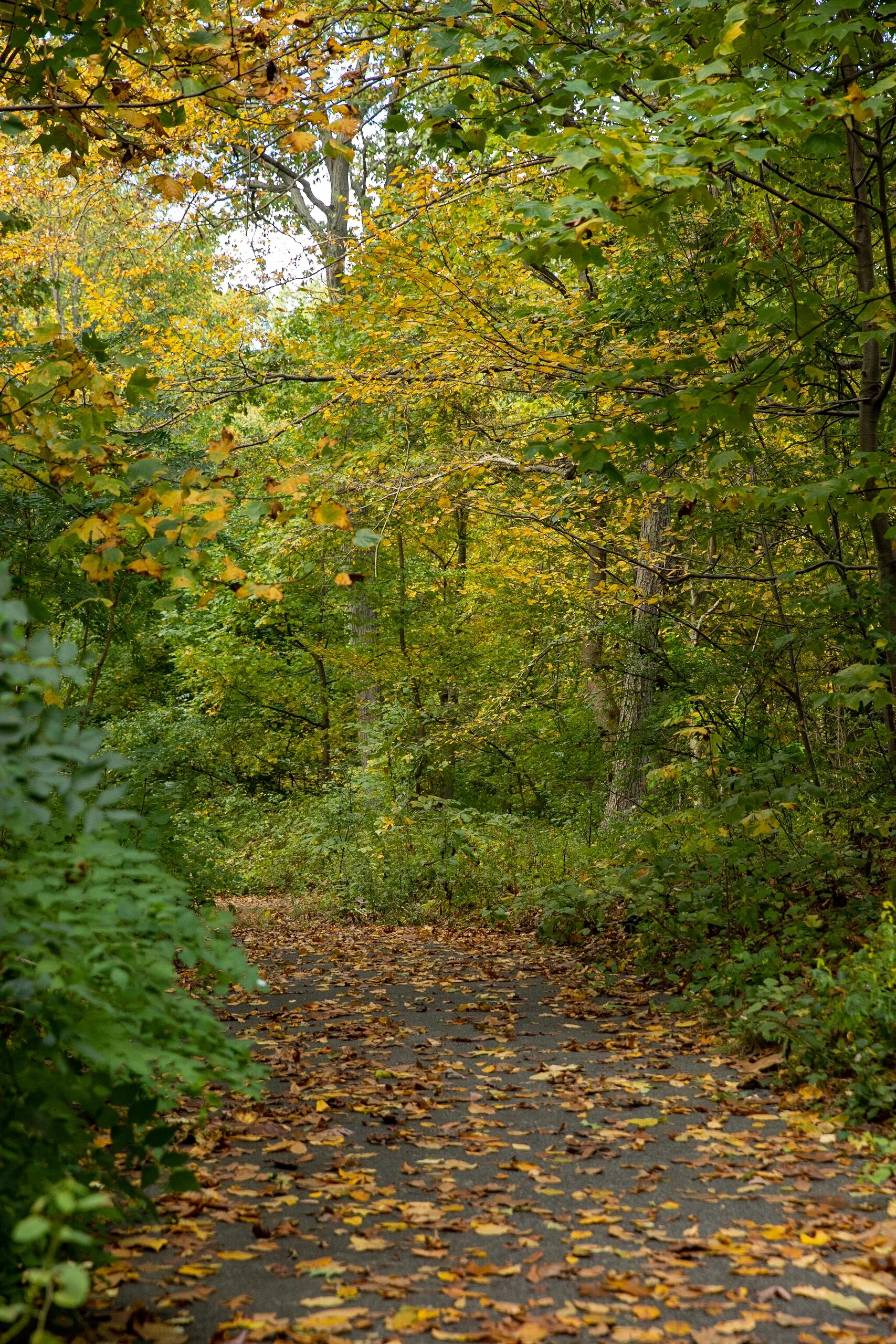 11/7 Fall Foliage Walk