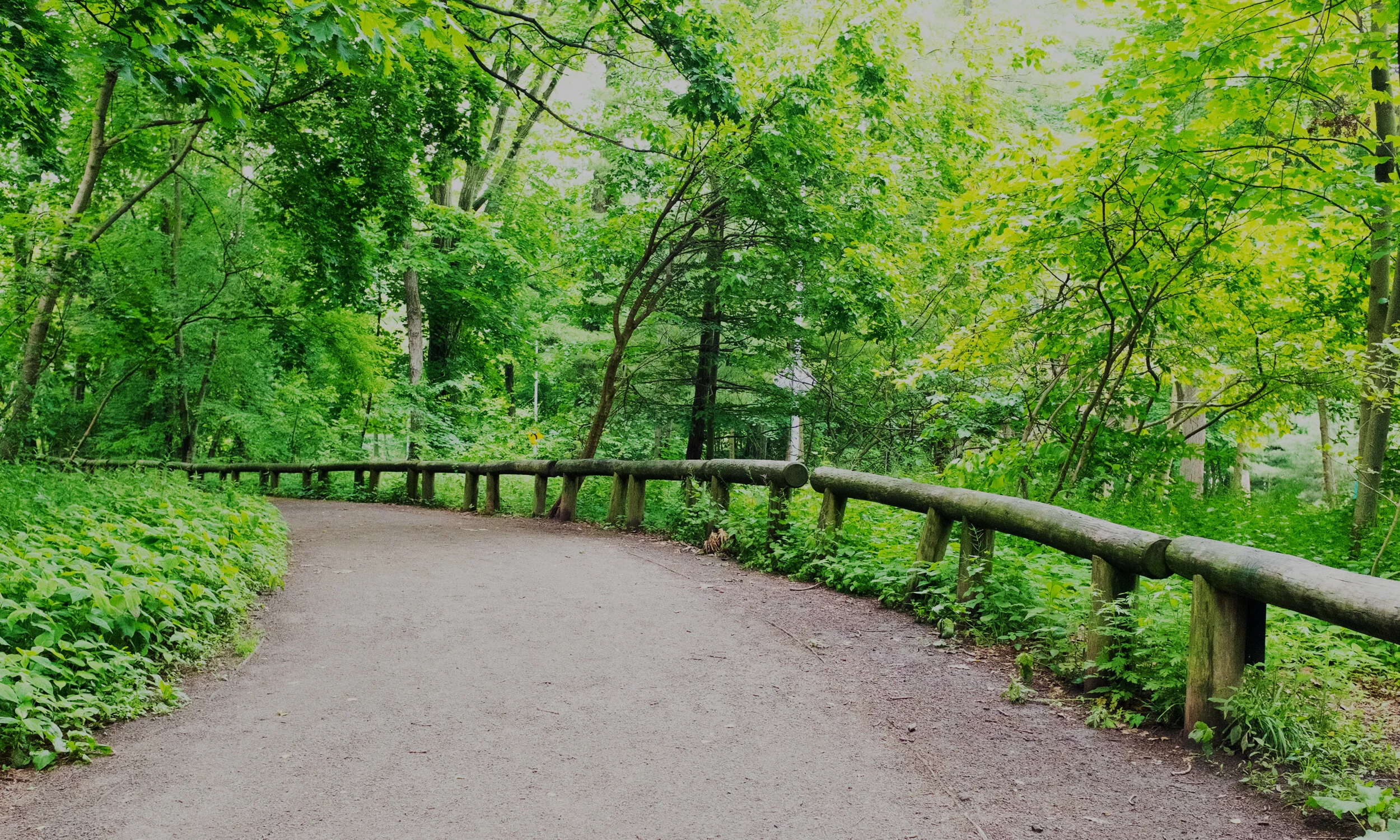 Central Park Or Forest Park? The Best Park For Your Trip! - 8xhh6d0